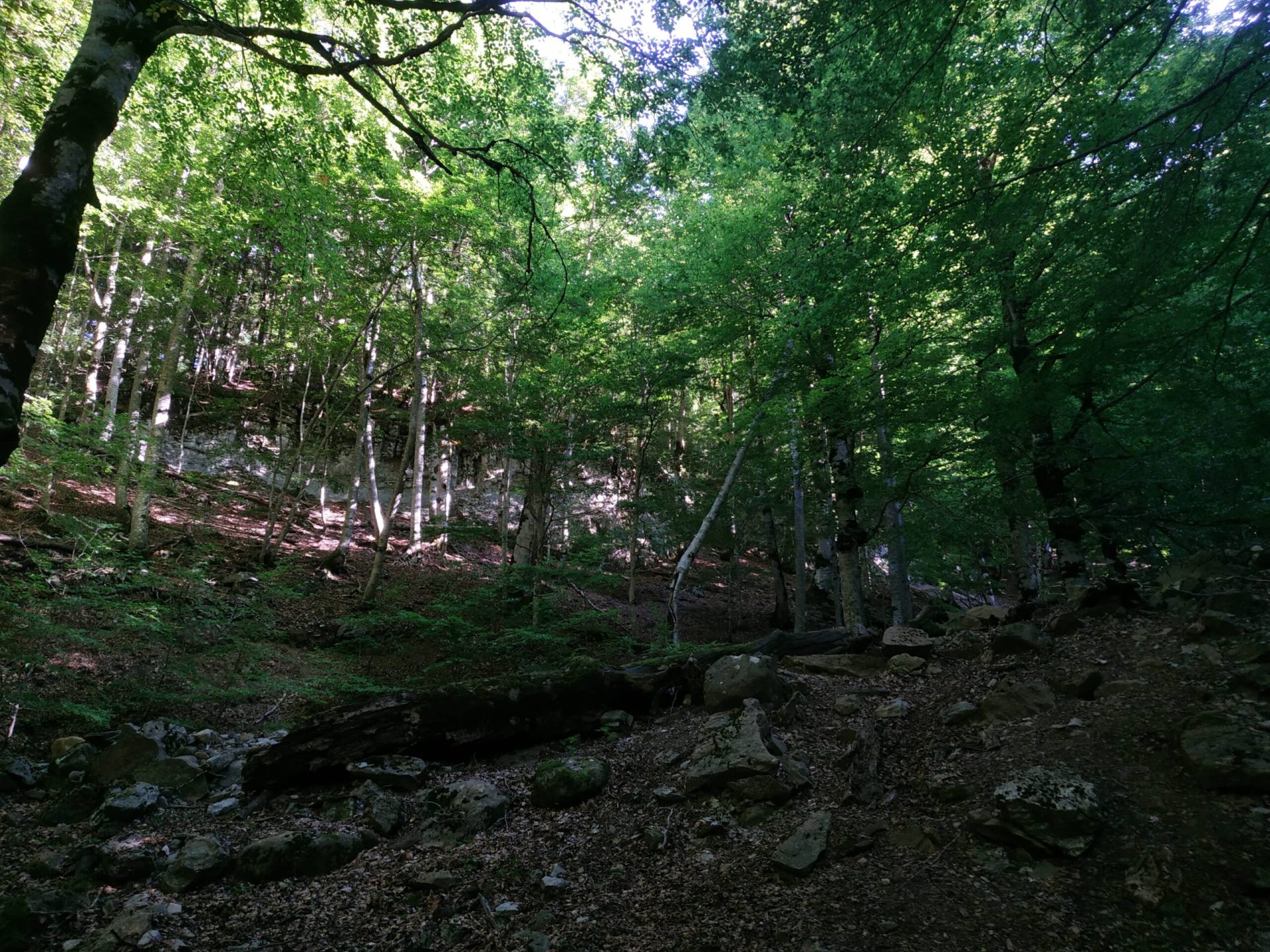Bosque