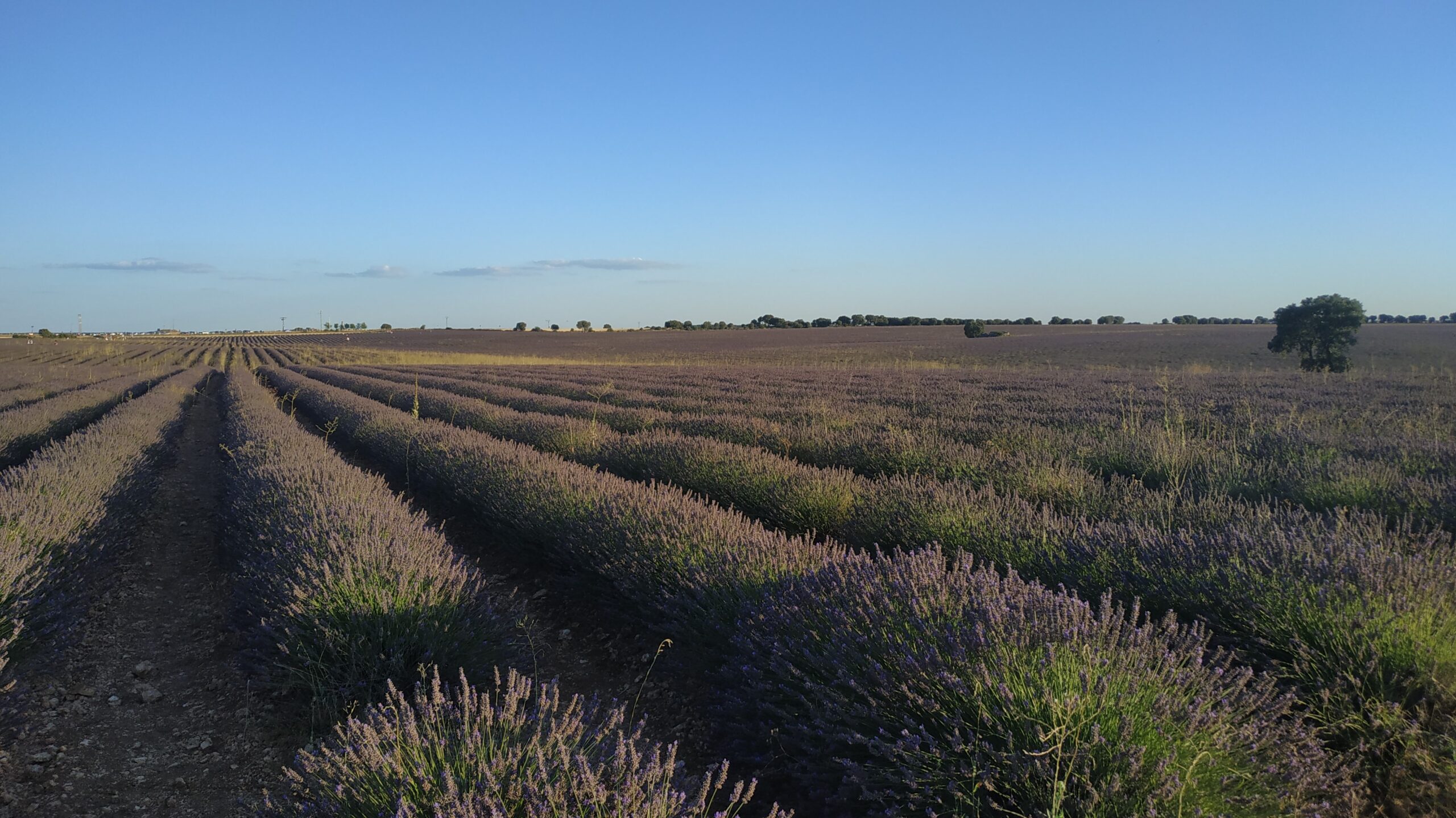 campos_lavanda Campos de lavanda, Brihuega