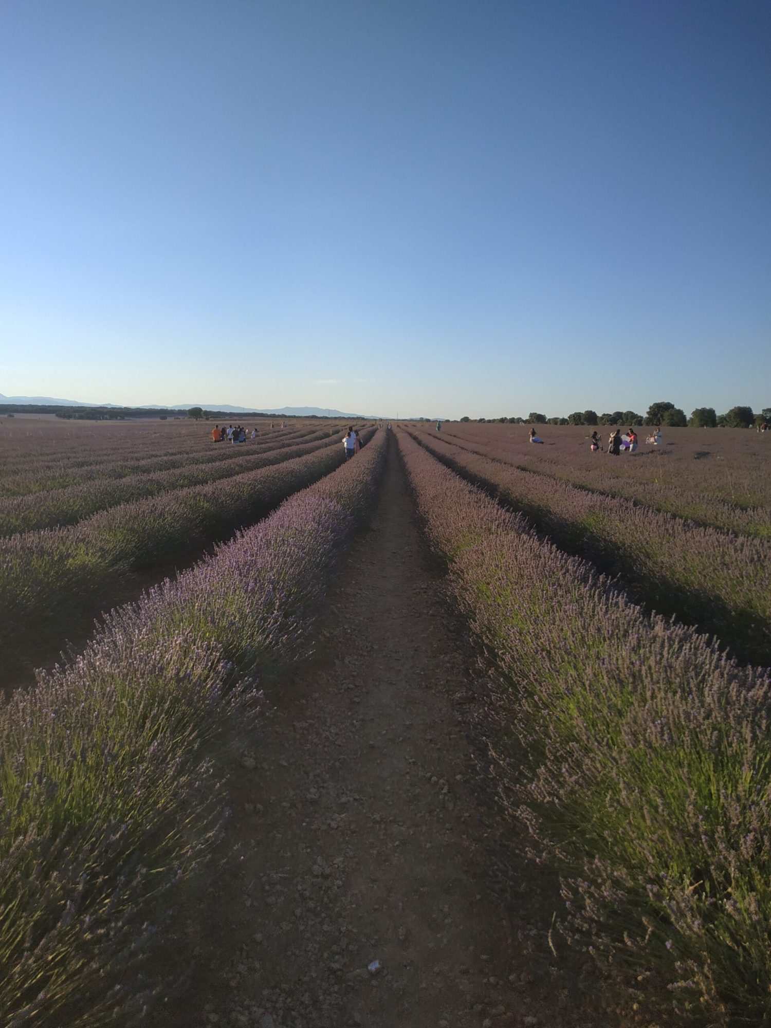 Campos de Lavanda a 1 hora de Madrid