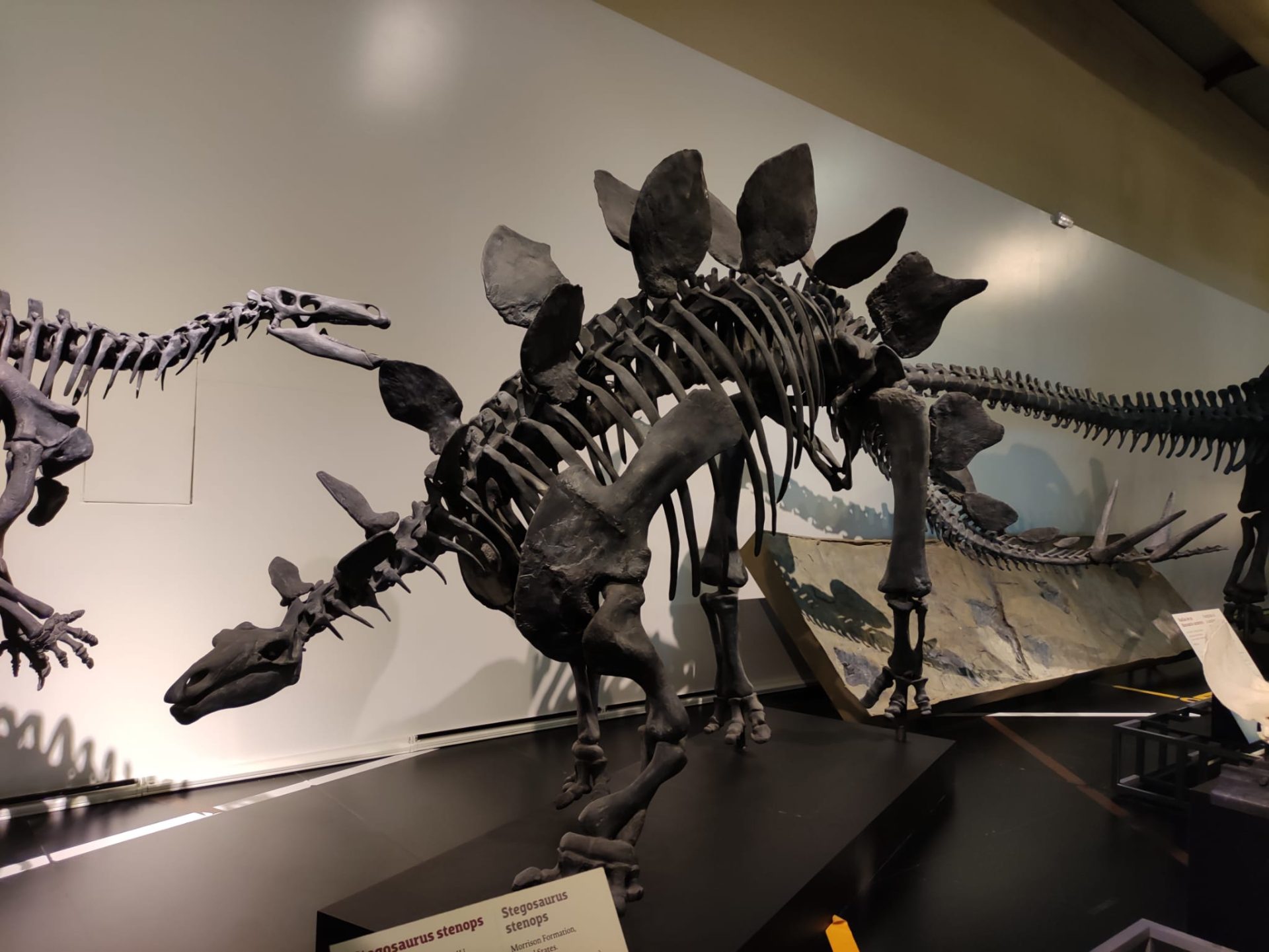 Museo Nacional de Ciencias Naturales, Madrid
