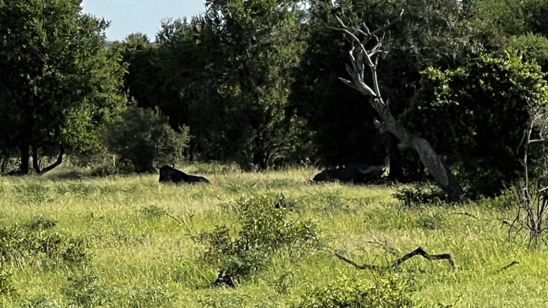 Ñú y búfalo