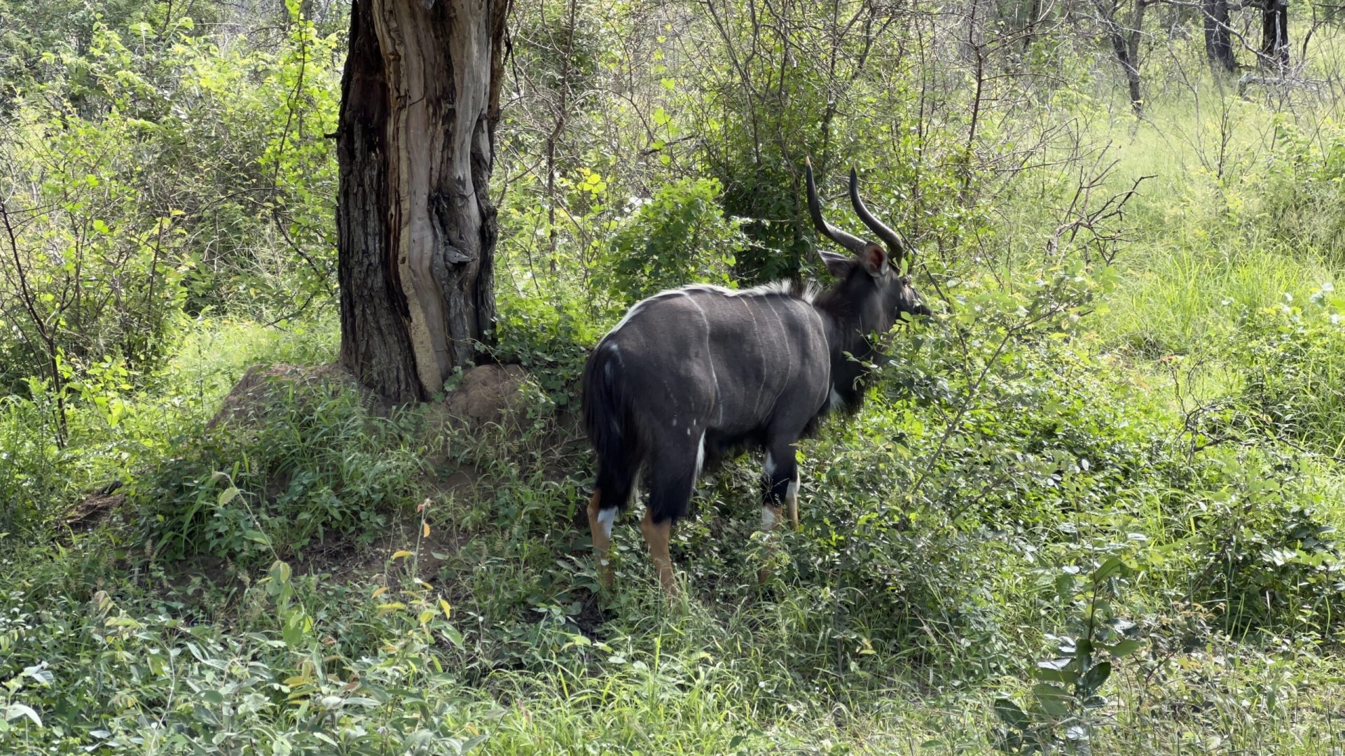 Oryx