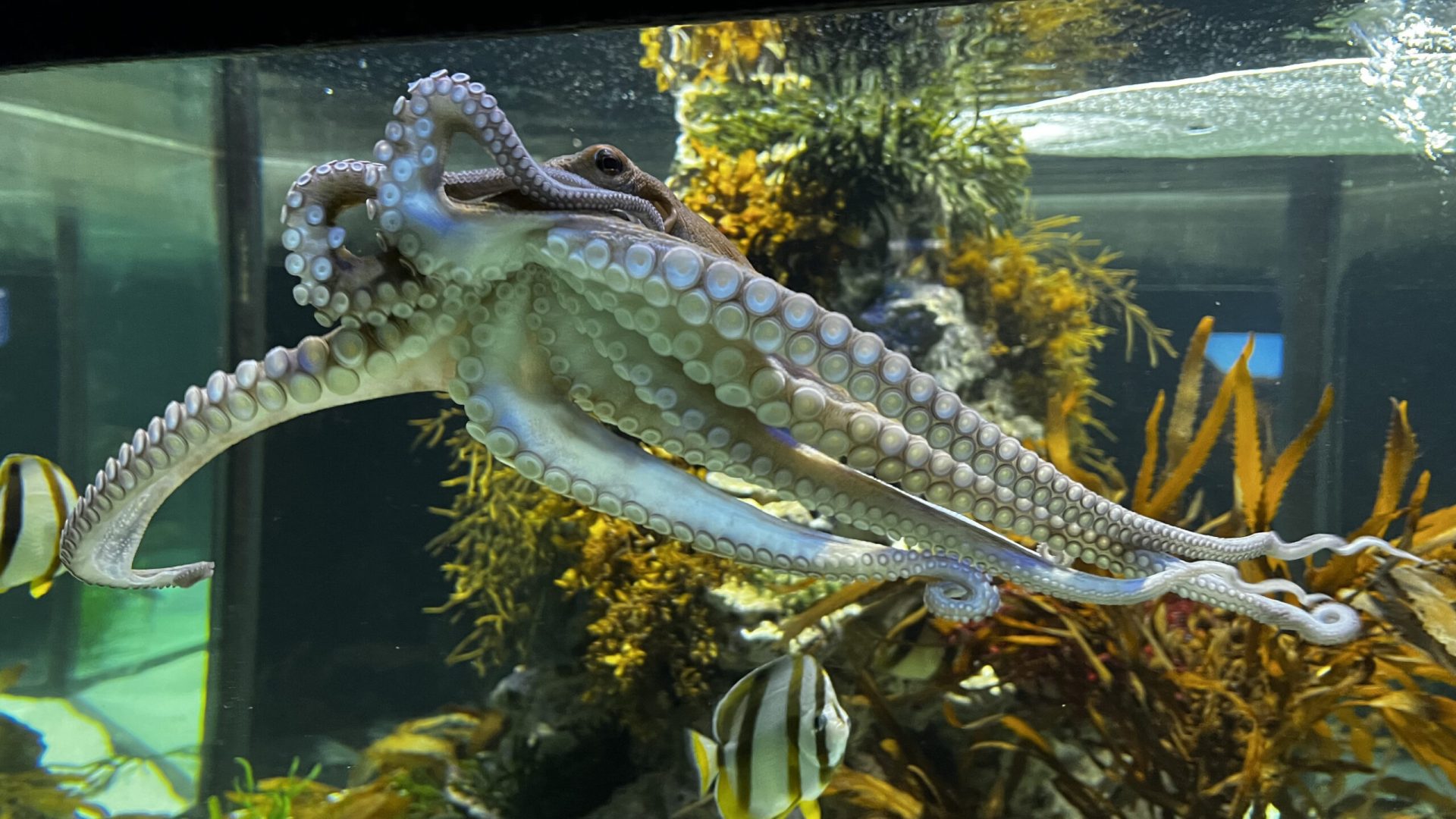 Two Oceans Acuarium, Ciudad del Cabo