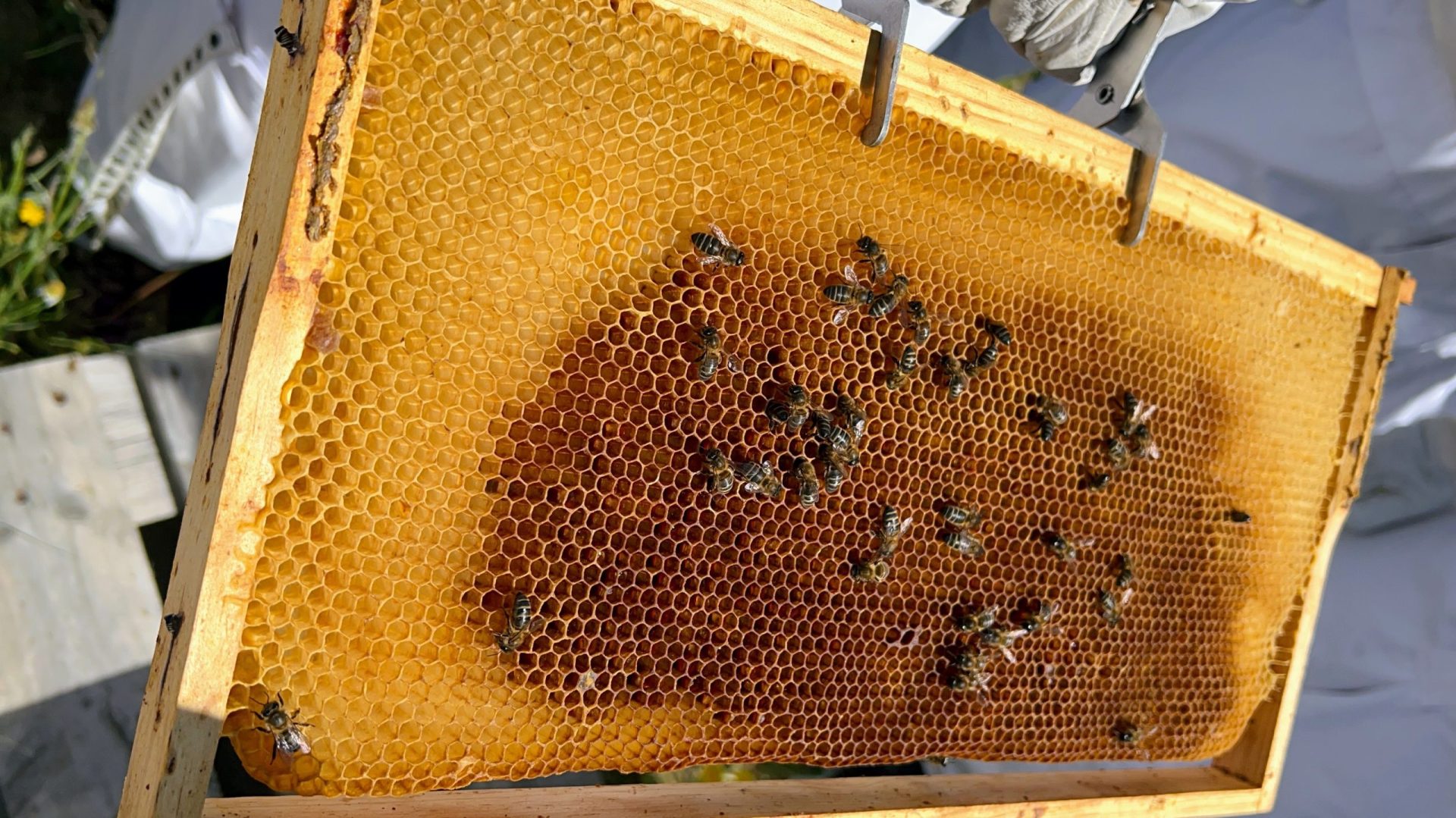 Panal de abejas