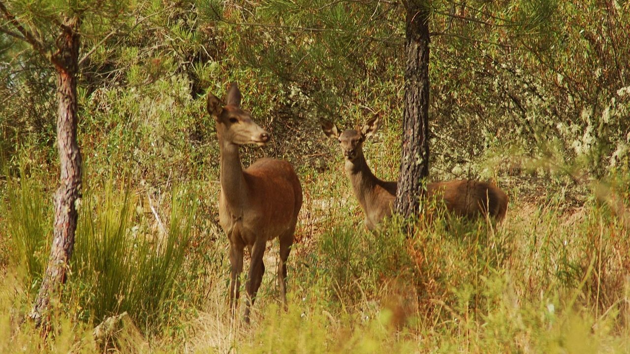 Animales del Parque Natural de Montesinho.