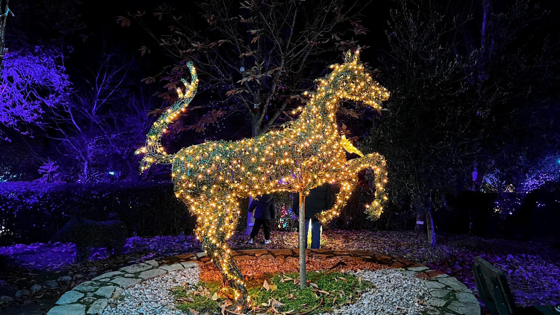 Bosque Encantado de noche.