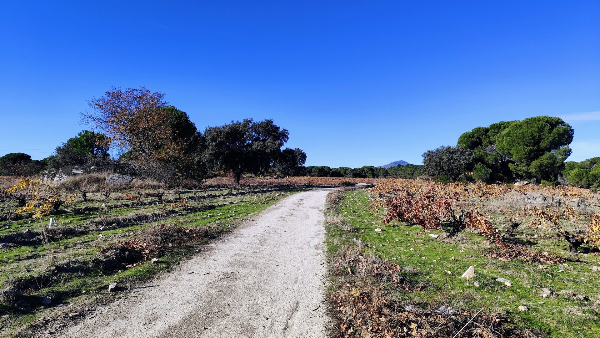 Viñedos Sierra Oeste de Madrid.