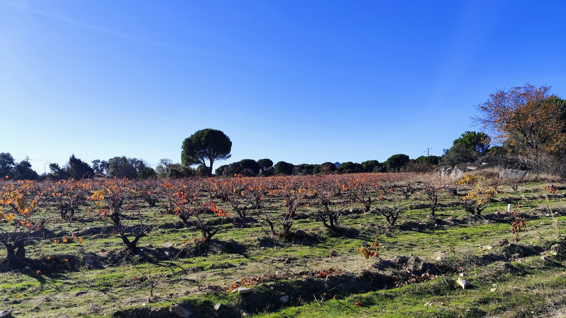 Viñedo de la Bodega las Moradas.