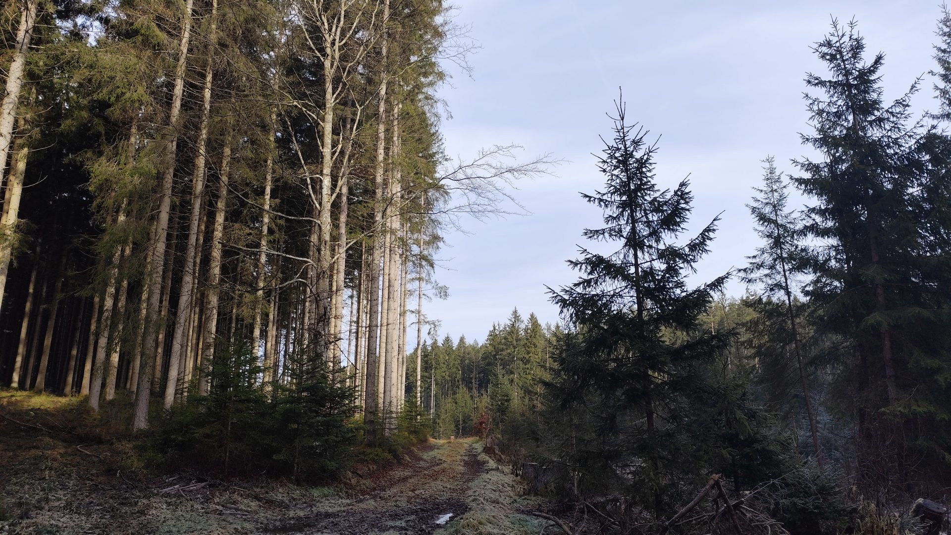 Bosques de la Selva Negra. Schwarzwald, Alemania