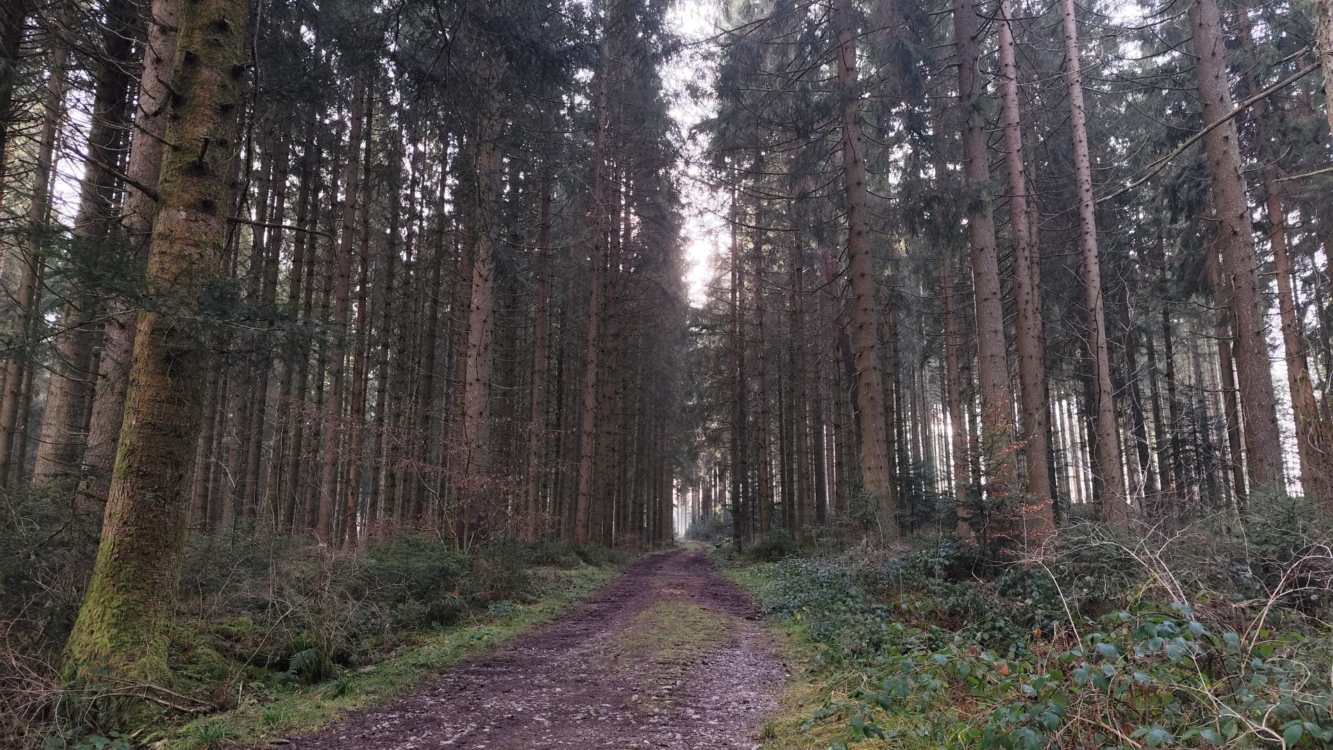Bosques de la Selva Negra. Schwarzwald, Alemania