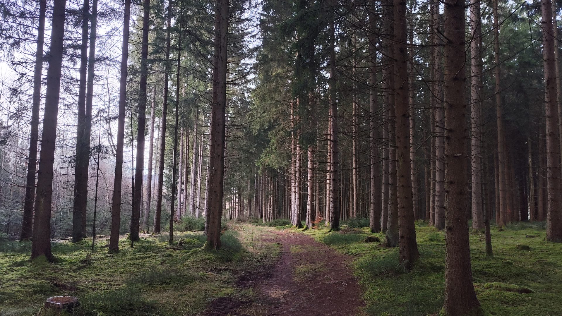 Bosques de la Selva Negra. Schwarzwald, Alemania