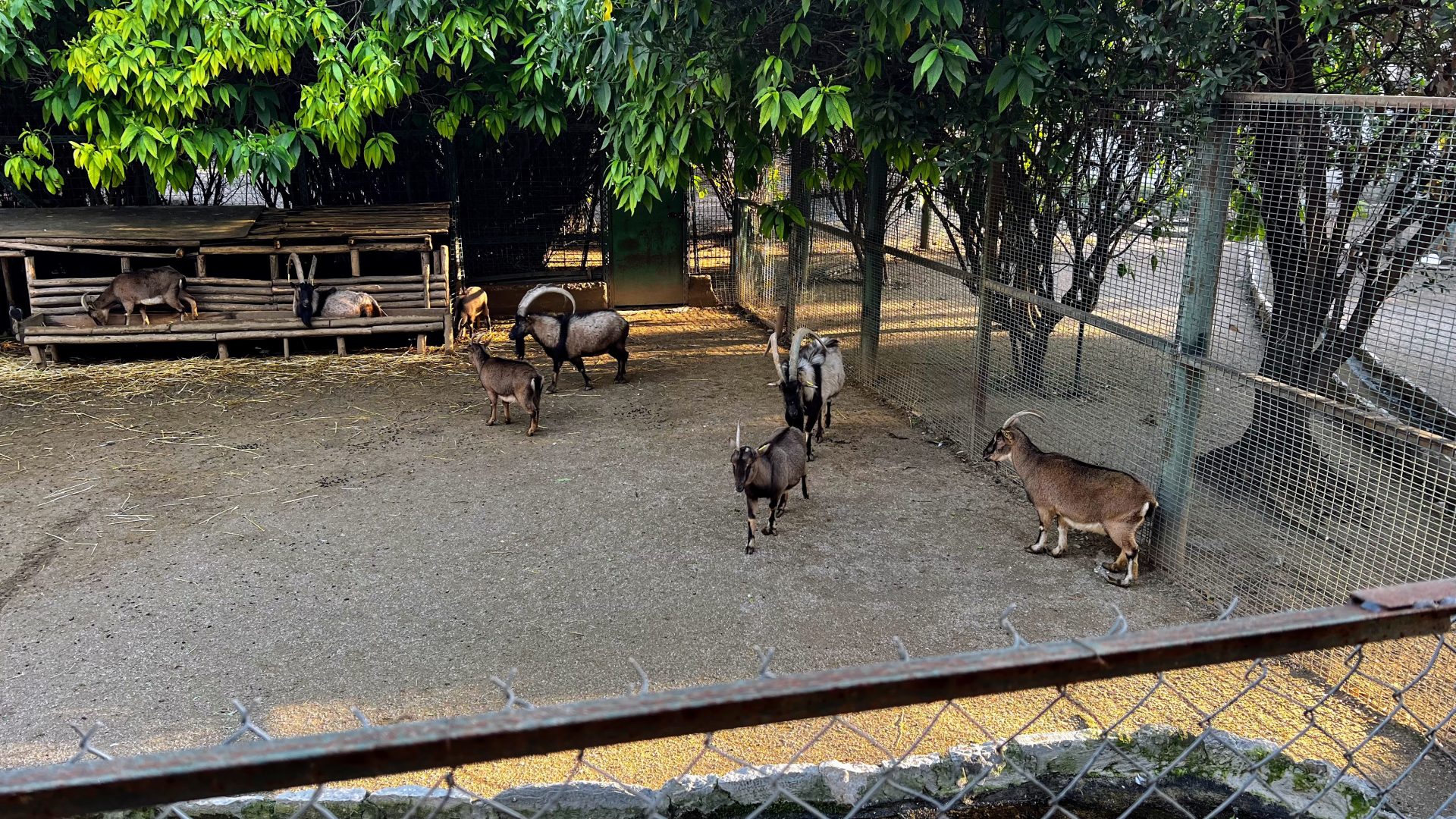 Cabras del Jardín Nacional de Atenas.