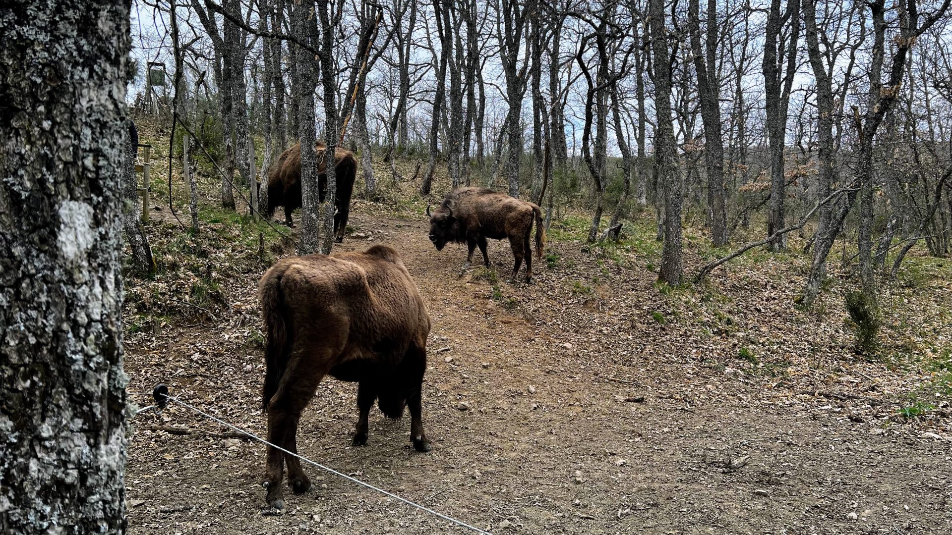 Bison Europeo, San Cebrián de Mudá.