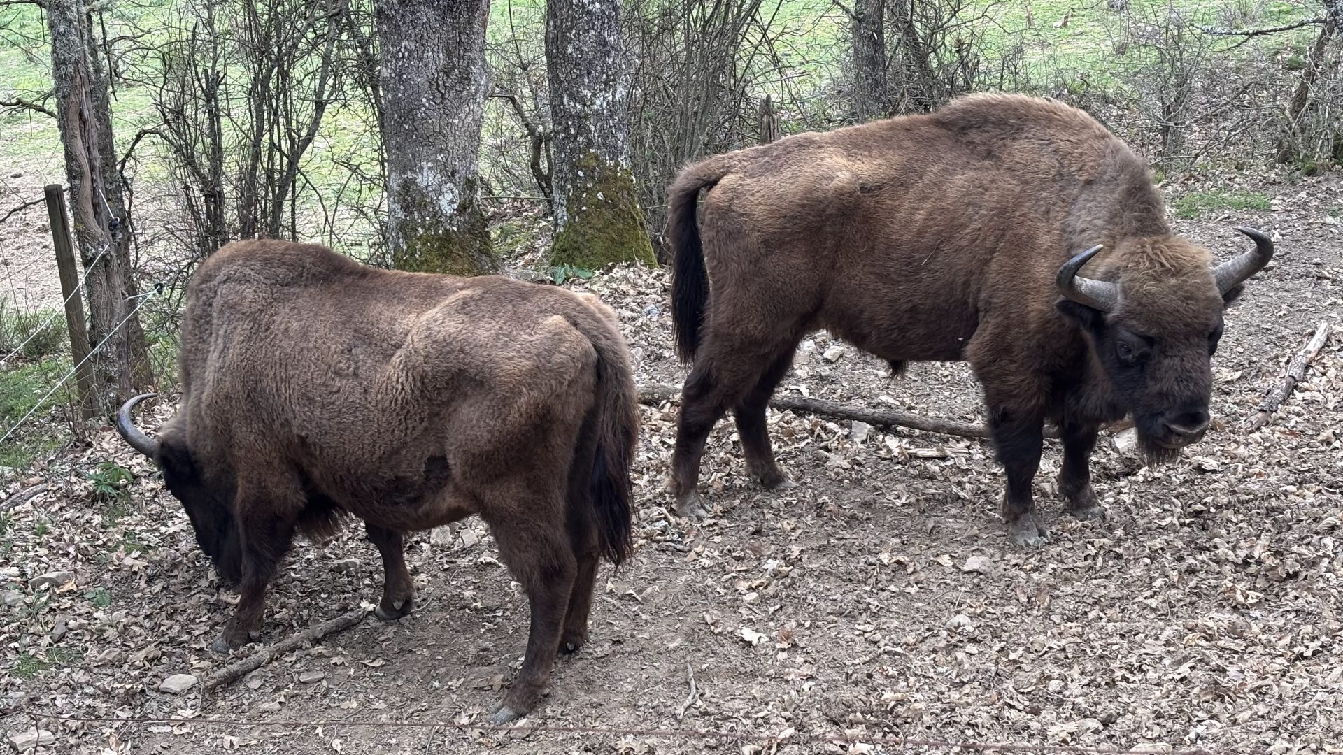 Bisonte Europeo, Palencia.