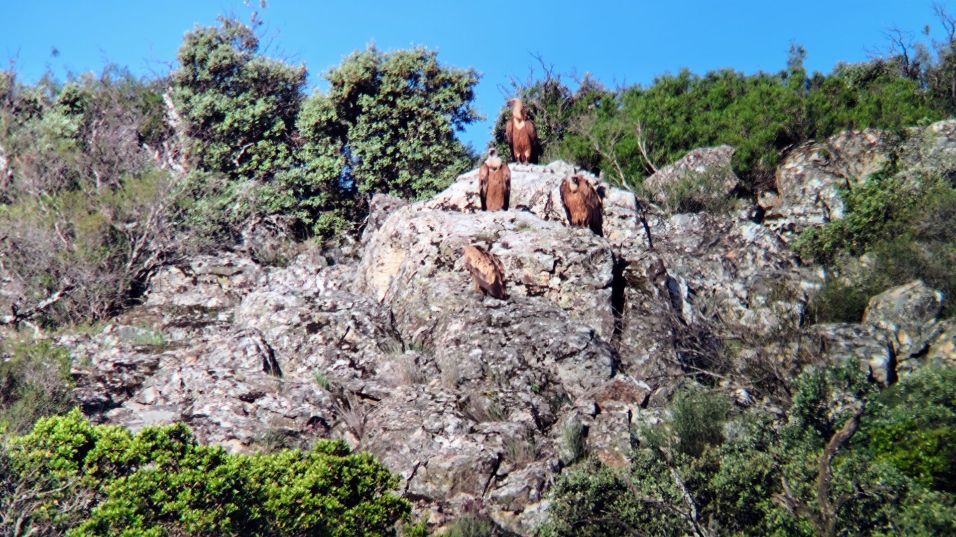Buitres Parque Nacional de Cabañeros.