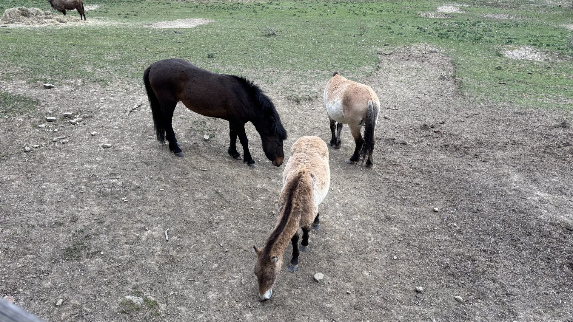 Caballo Przewalski.