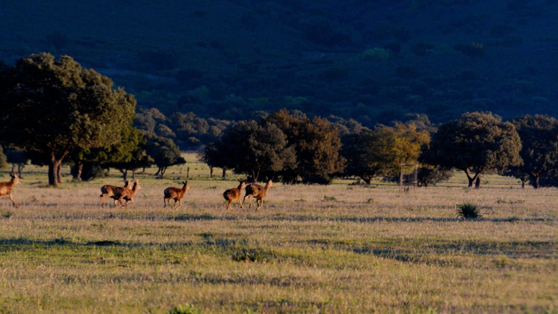 Ciervos del Parque Nacional de Cabañeros.