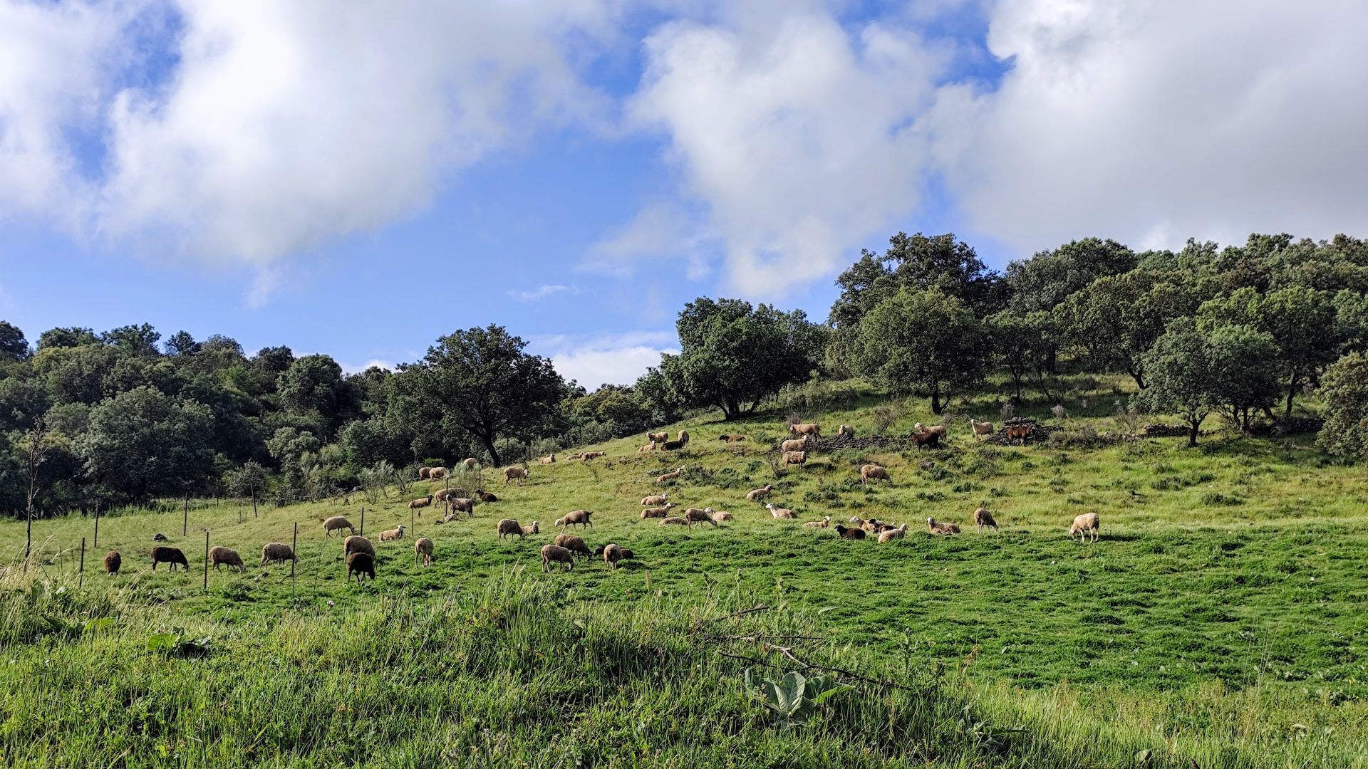 Horcajo de los Montes, Ciudad Real.