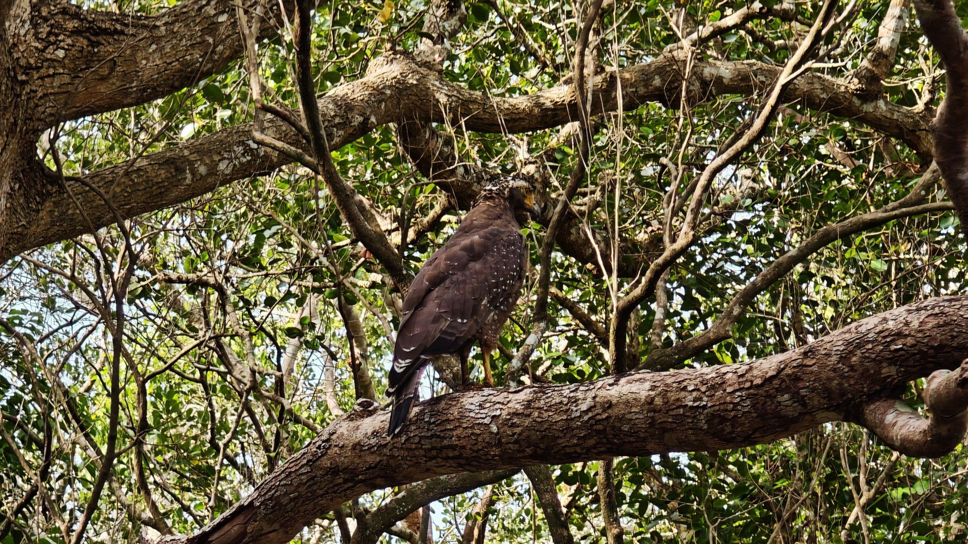 Águila en Wilpattu.