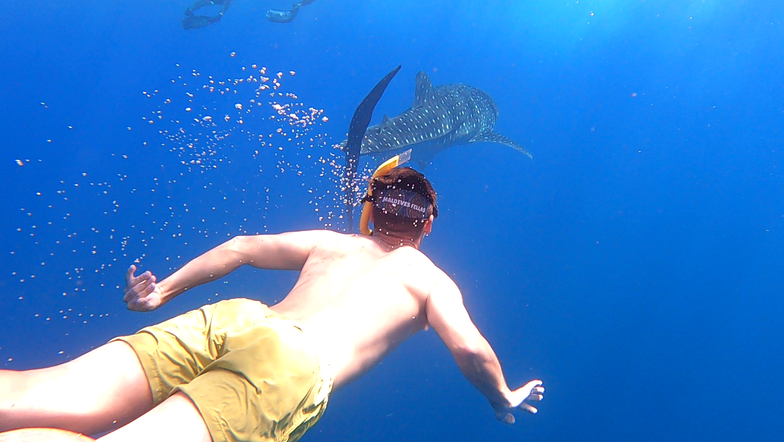 Álvaro con el tiburón ballena.