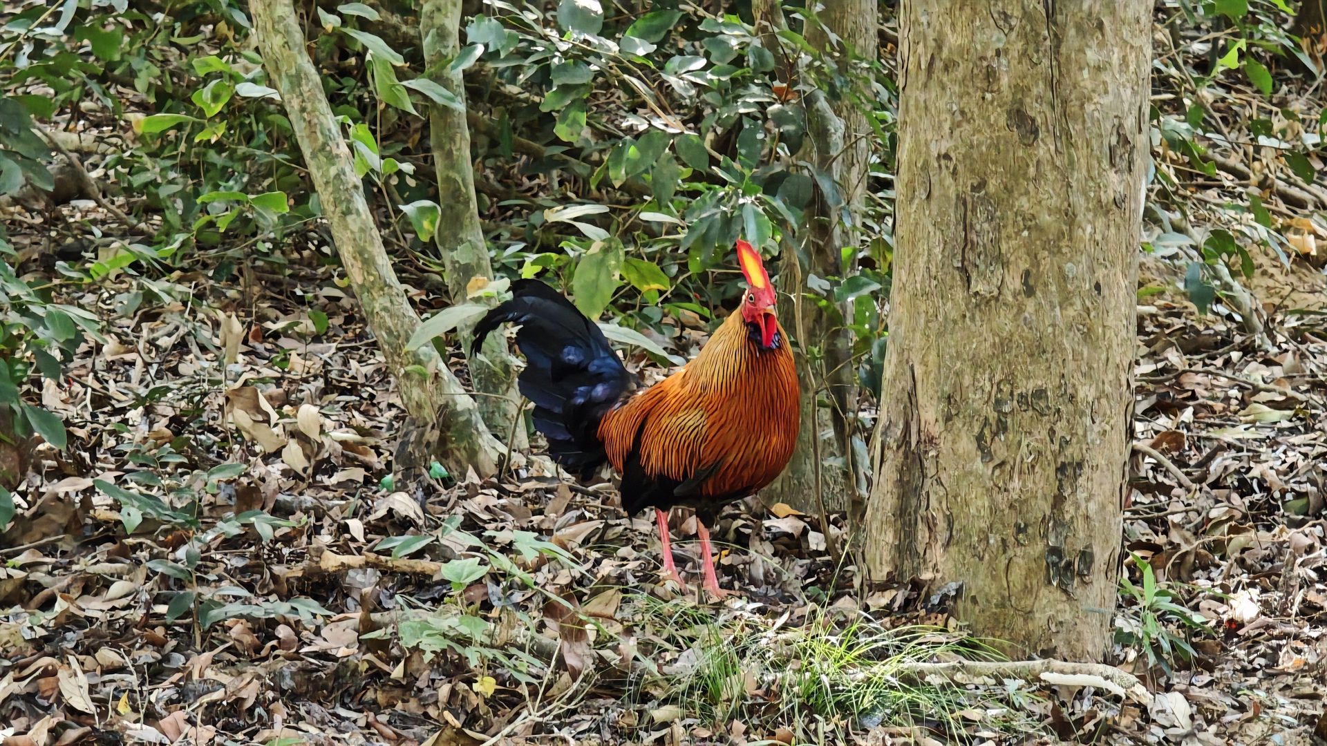 Ave nacional de Sri Lanka.
