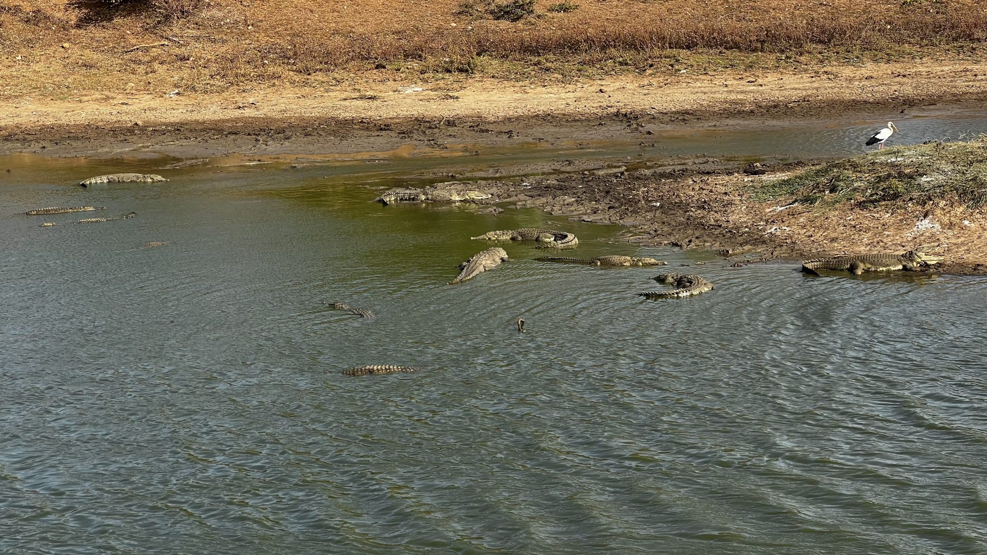 Cocodrilos de Yala.