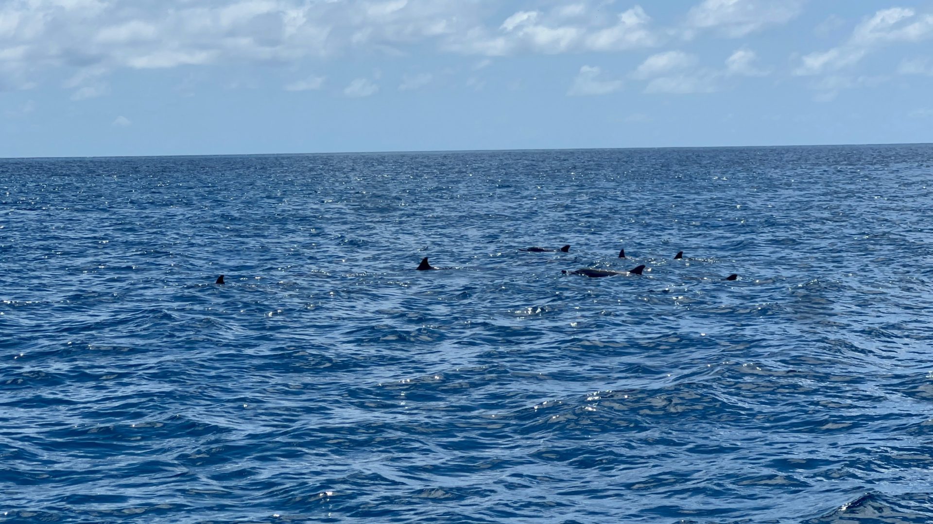 Grupo de delfines.