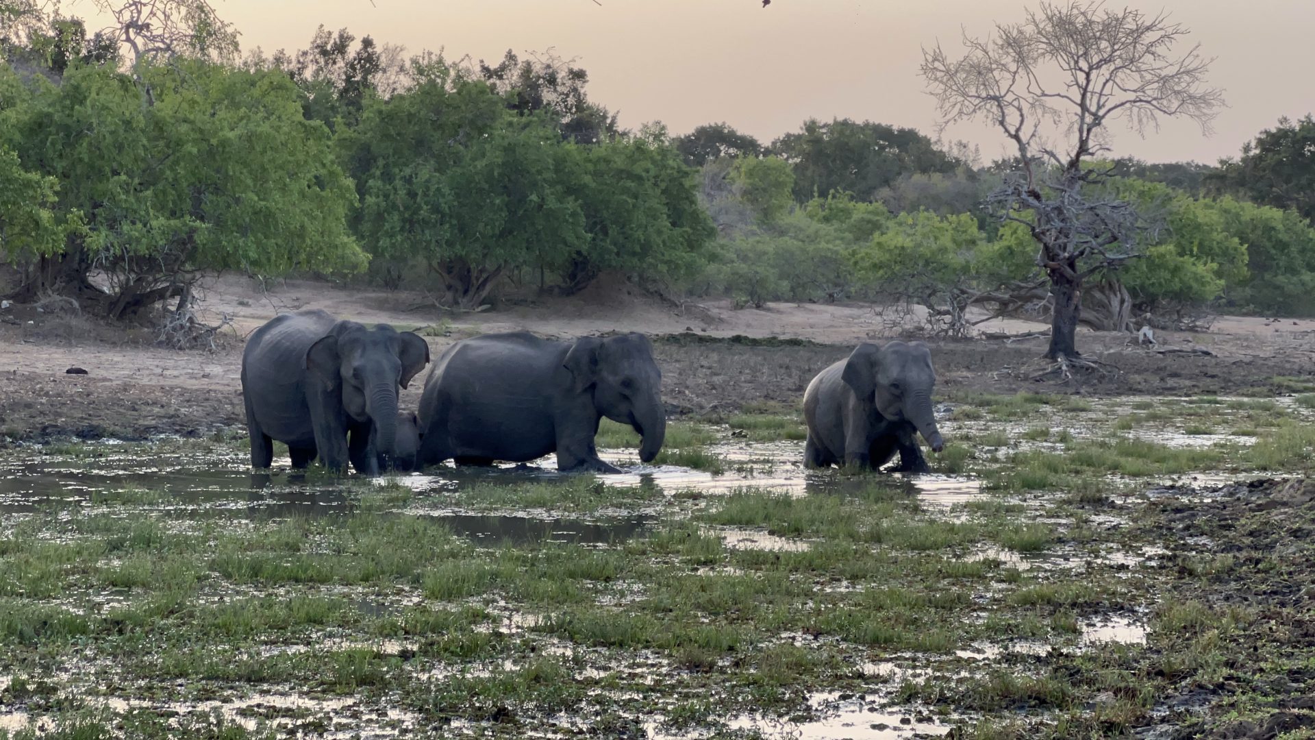 Elefante asiático, Sri Lanka.