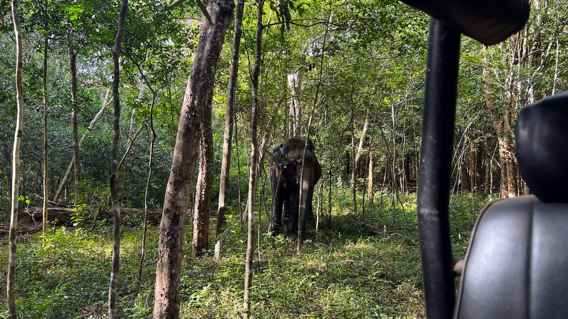 Elefante en la jungla, Wilpattu.