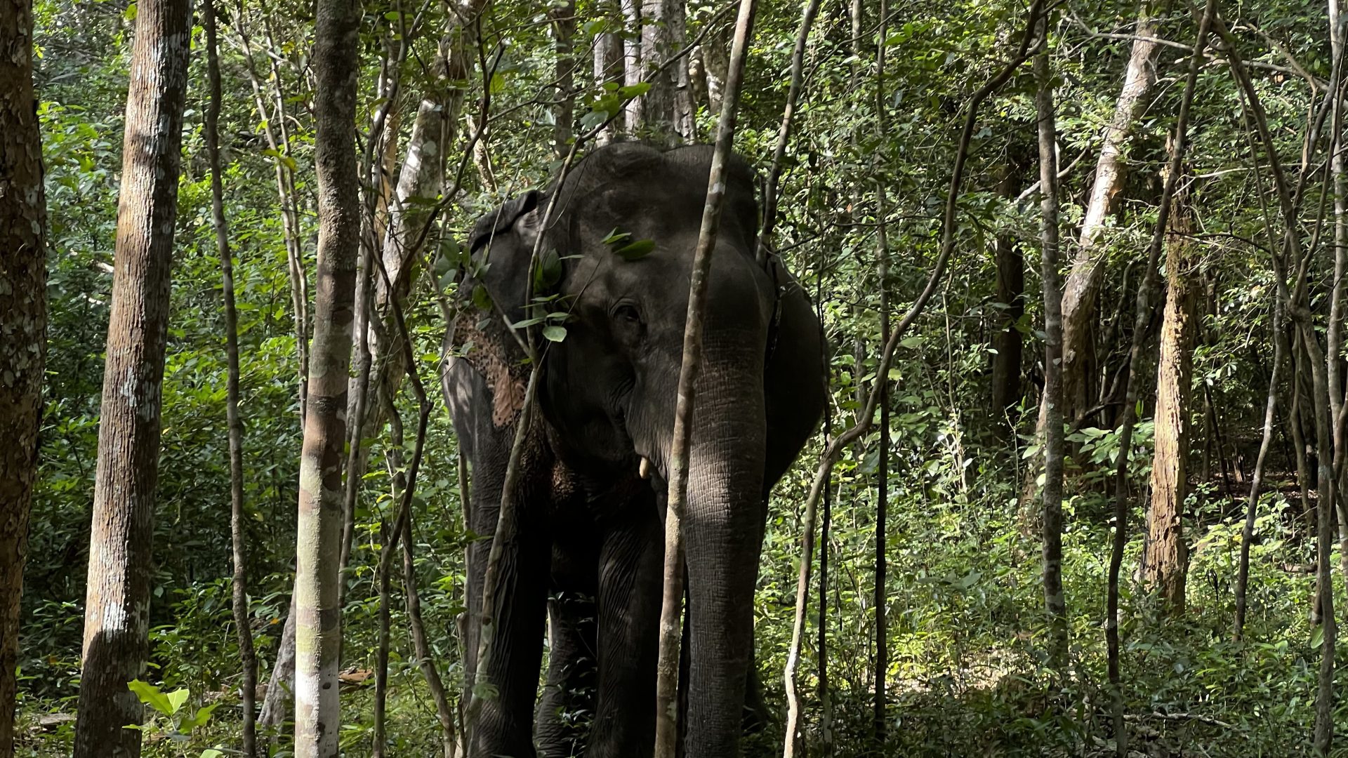 Elefante en Wilpattu.