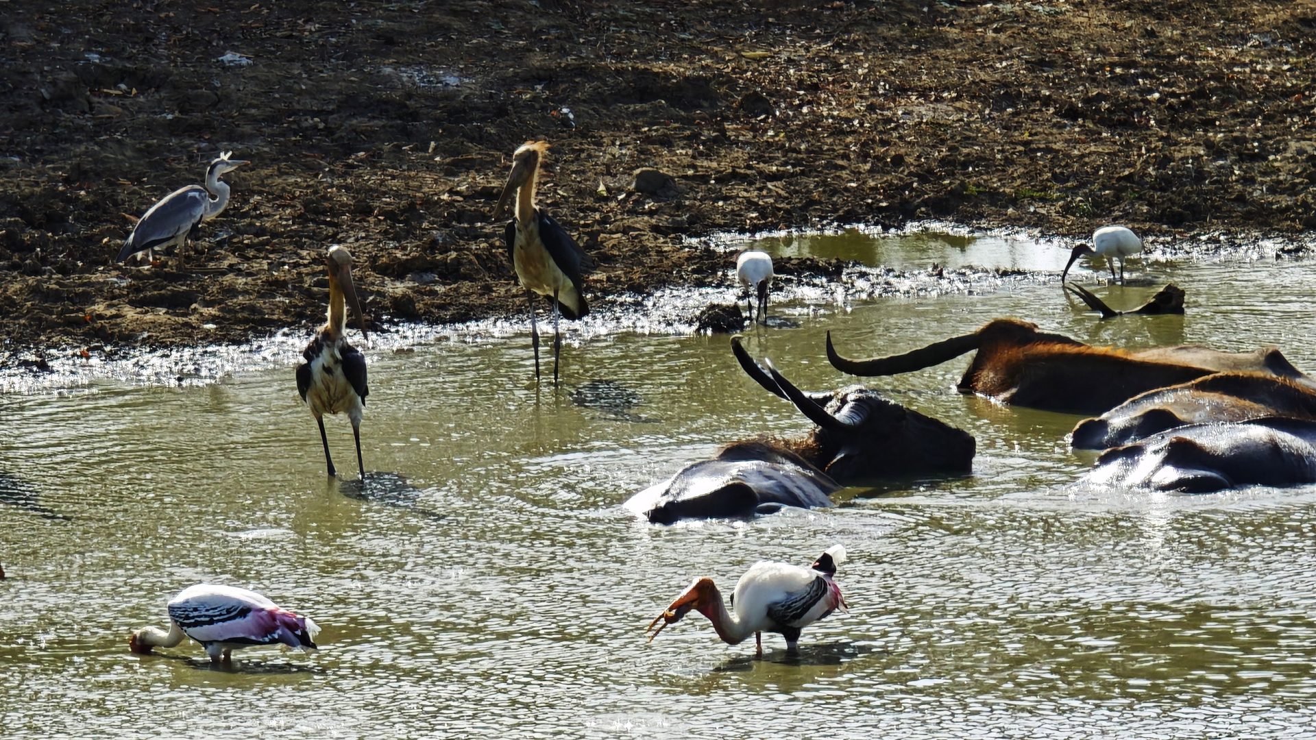 Fauna de Yala, Sri Lanka.