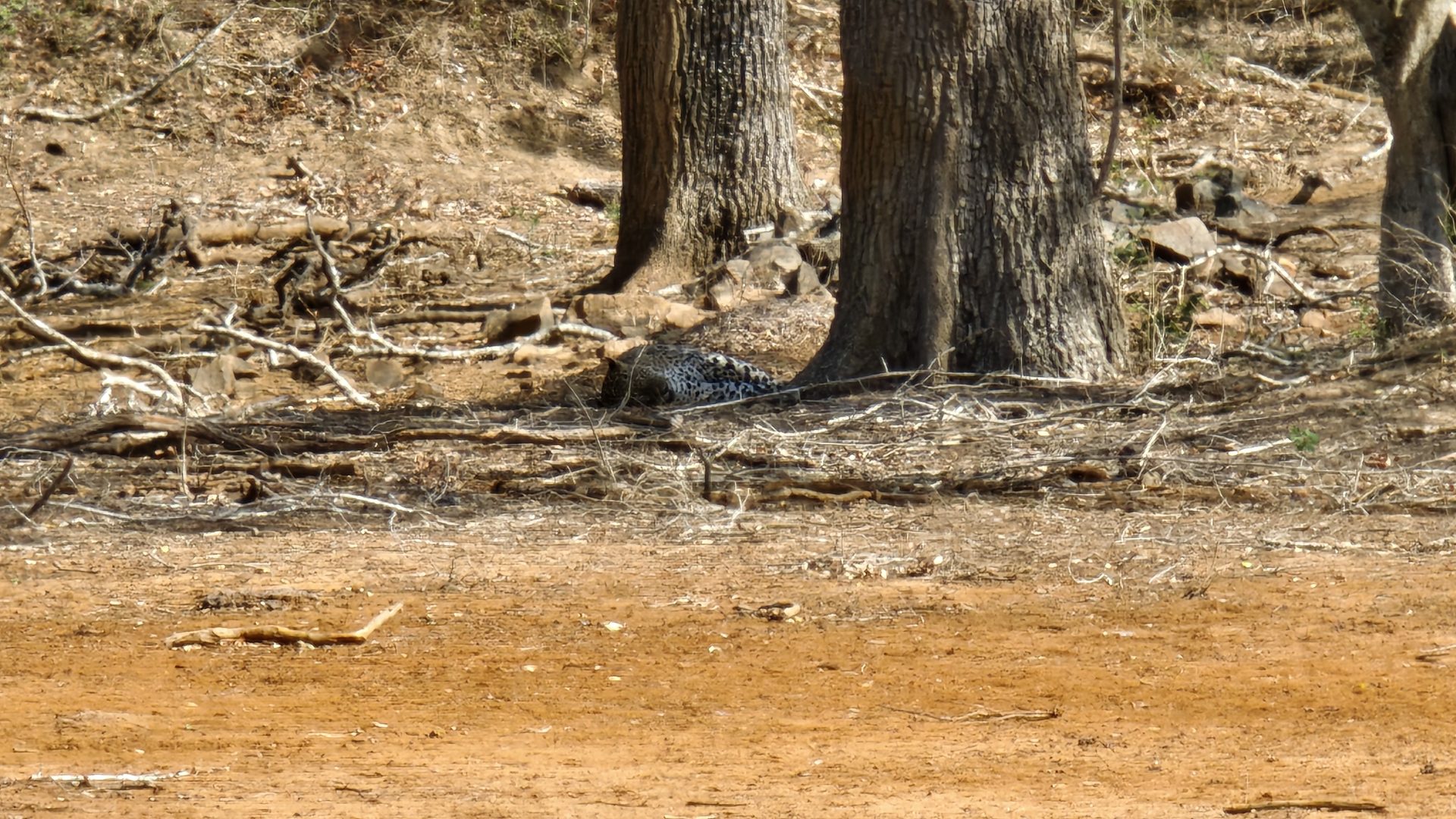 Leopardo, Parque Nacional de Yala.