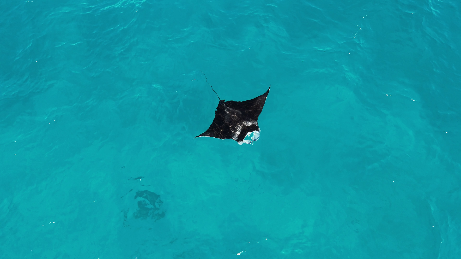 Mantarraya a vista de dron.