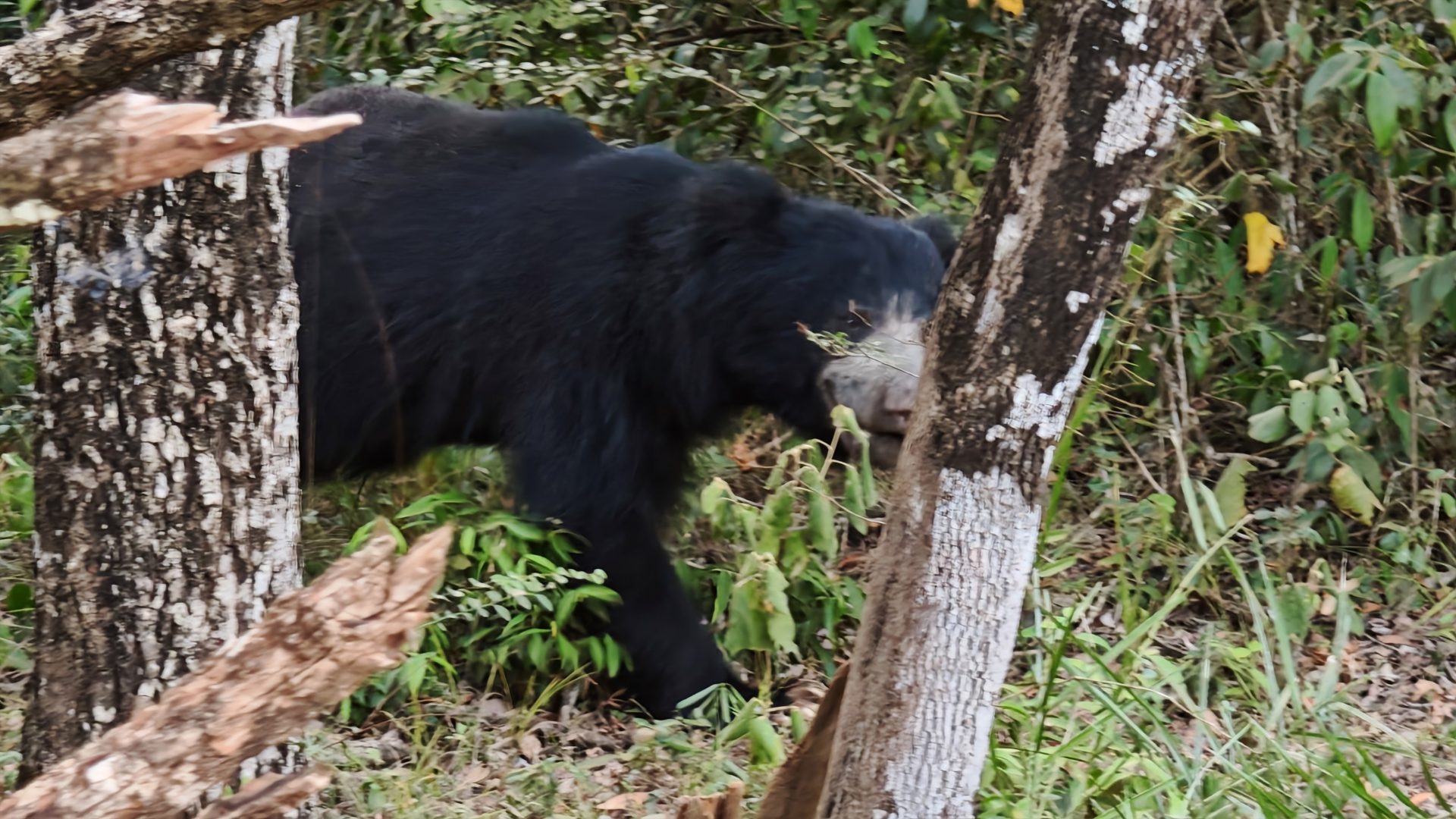 Oso Bezudo, Wilpattu.