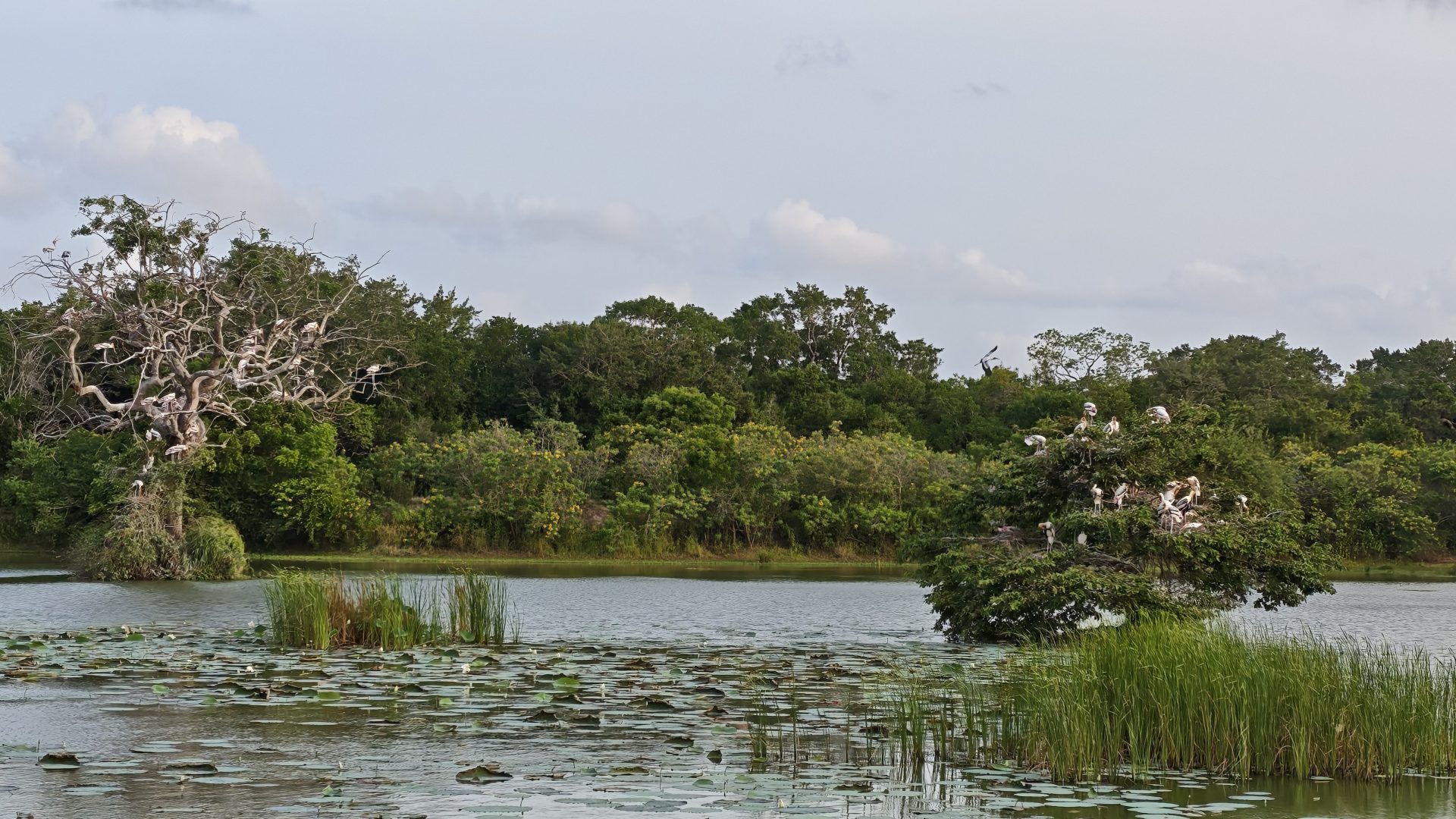 Parque Nacional de Wilpattu, Sri Lanka.