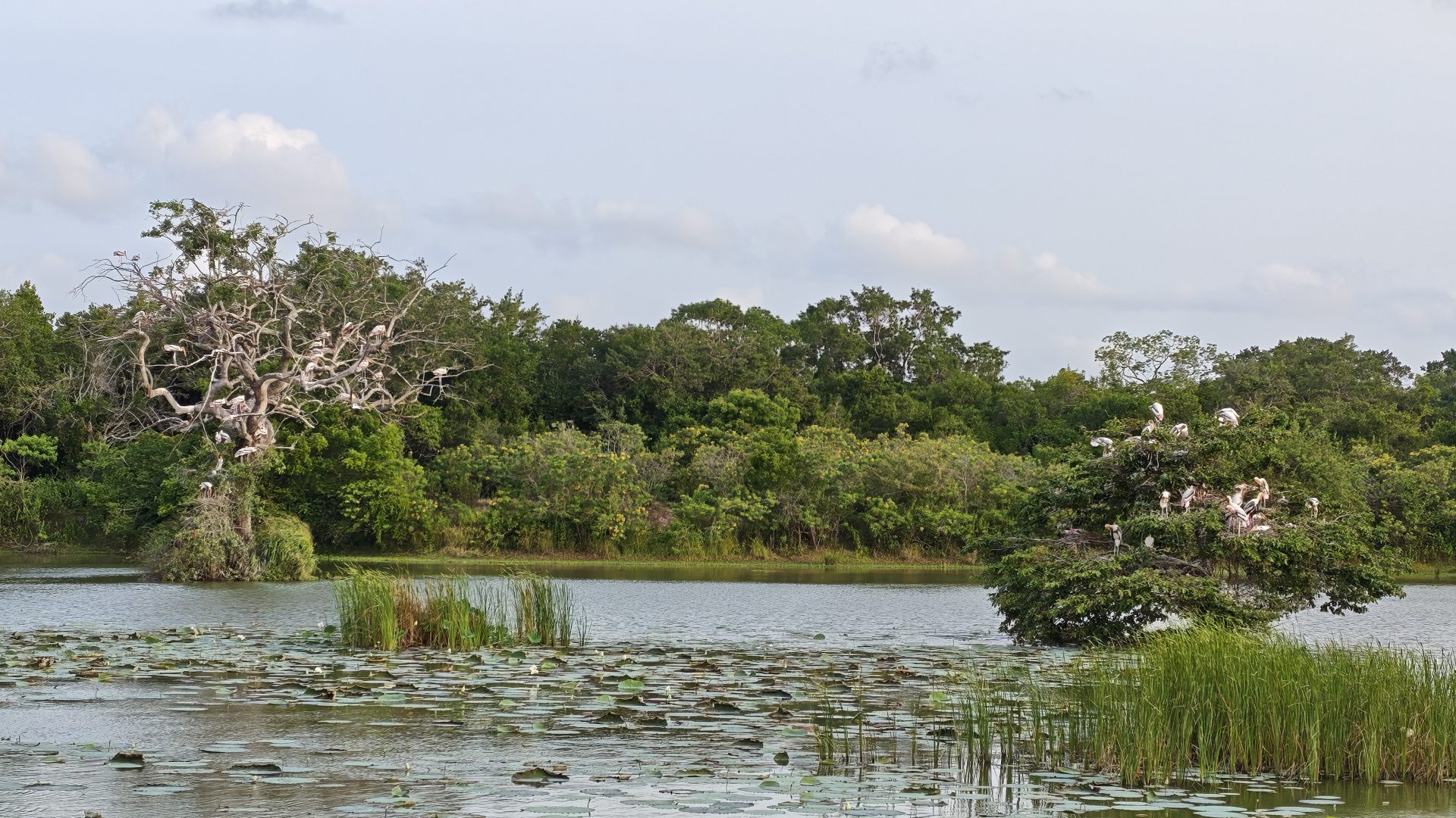 Lagunas de Wilpattu, Sri Lanka.
