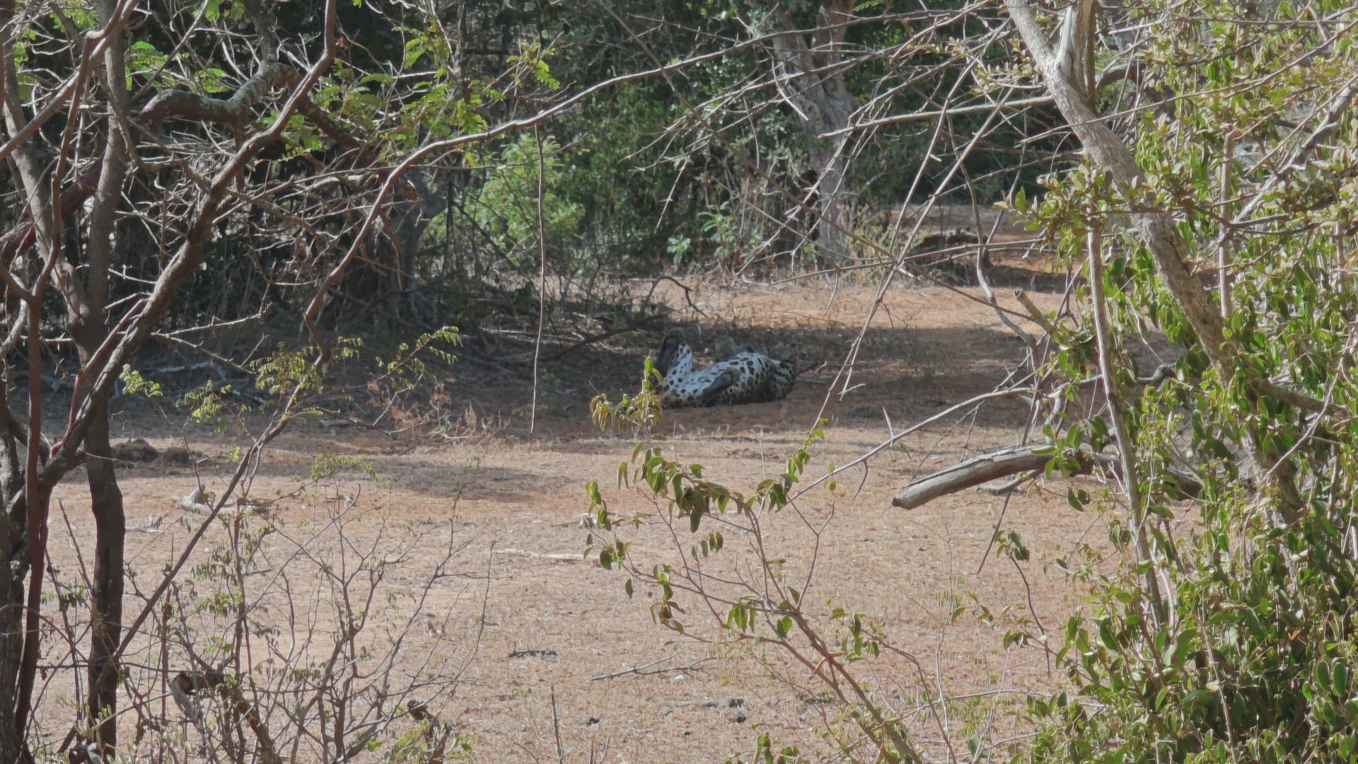 Segundo leopardo, Yala.