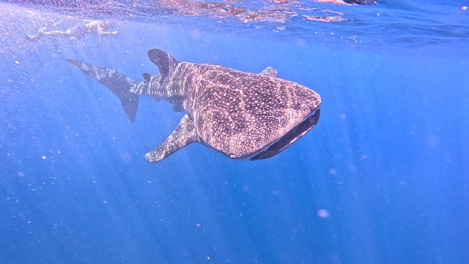 Tiburón ballena, Maldivas.