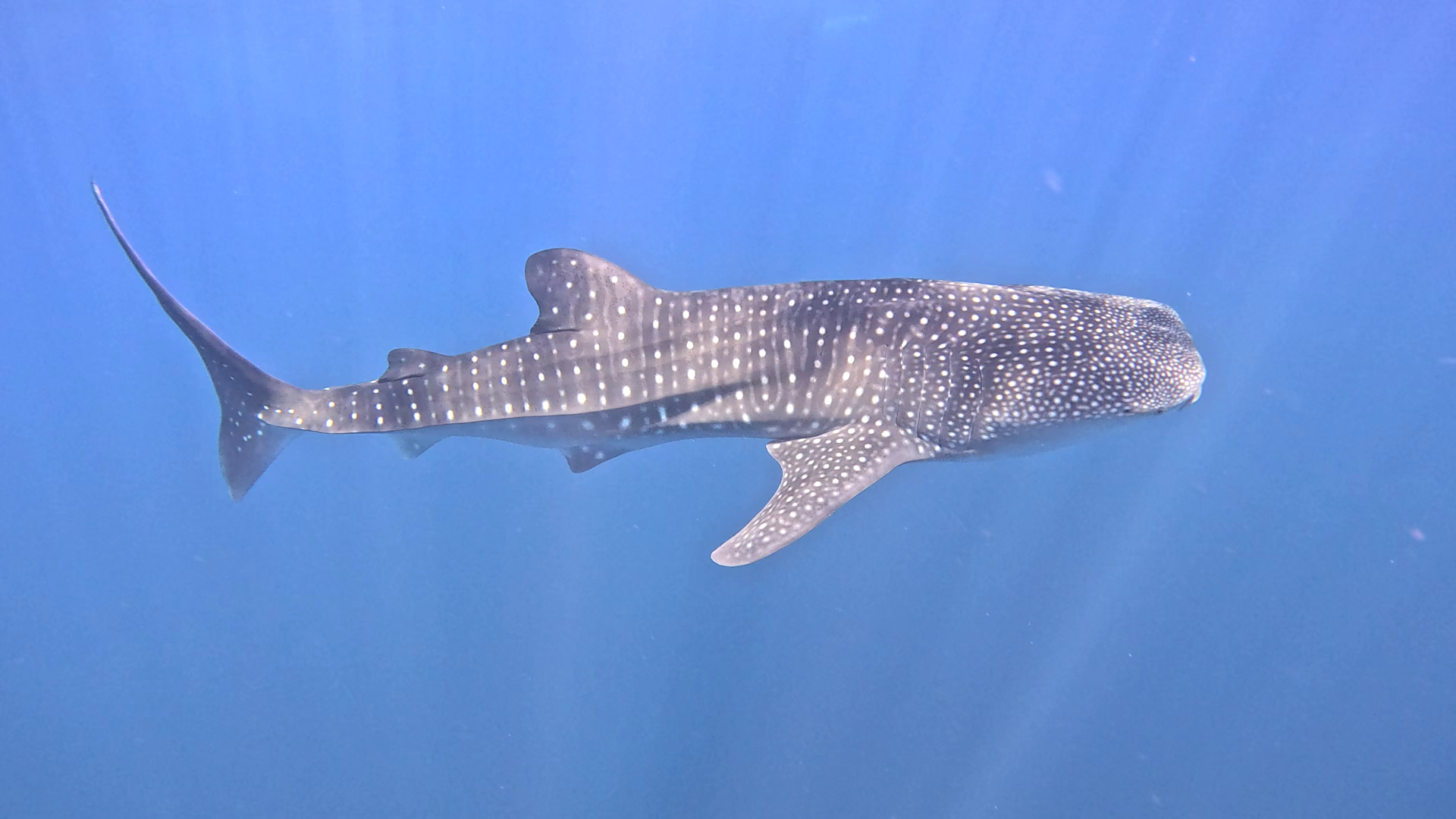 Tiburón ballena en Maldivas.