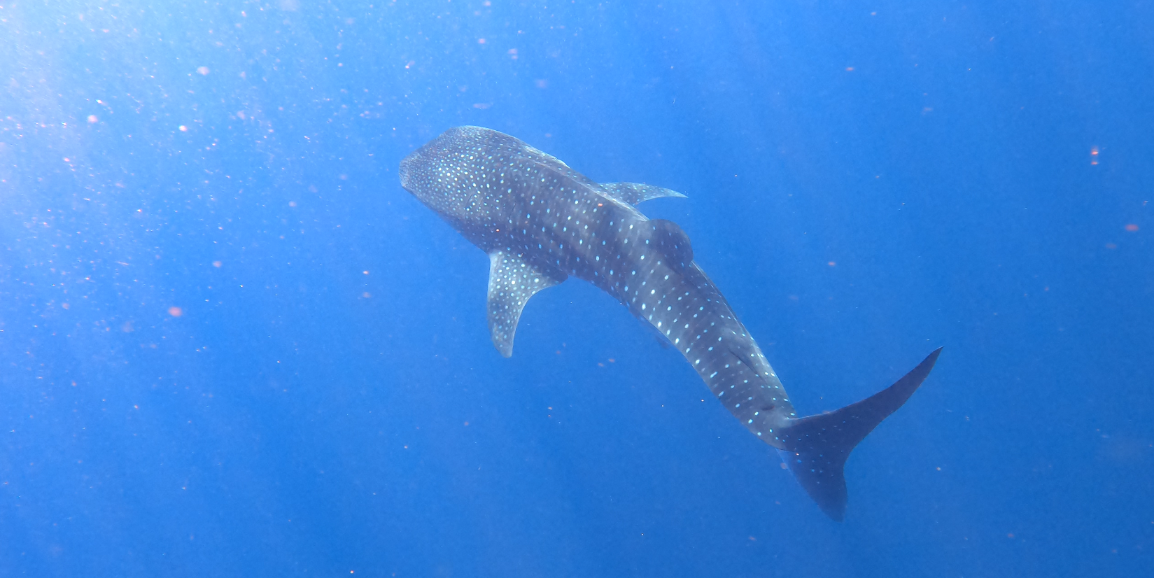 Tiburón Ballena, Maldivas.