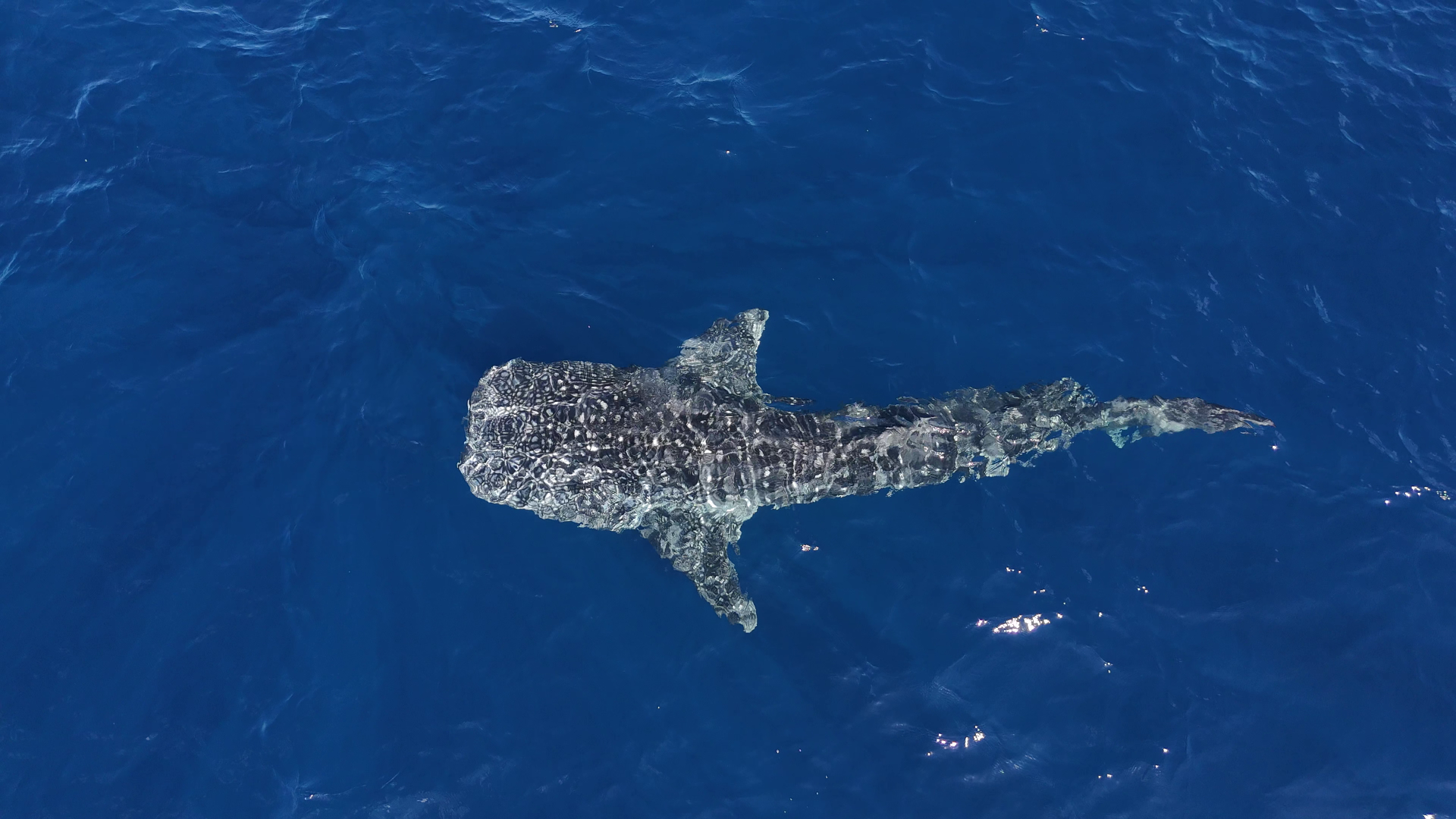 Tiburón ballena a vista de dron.