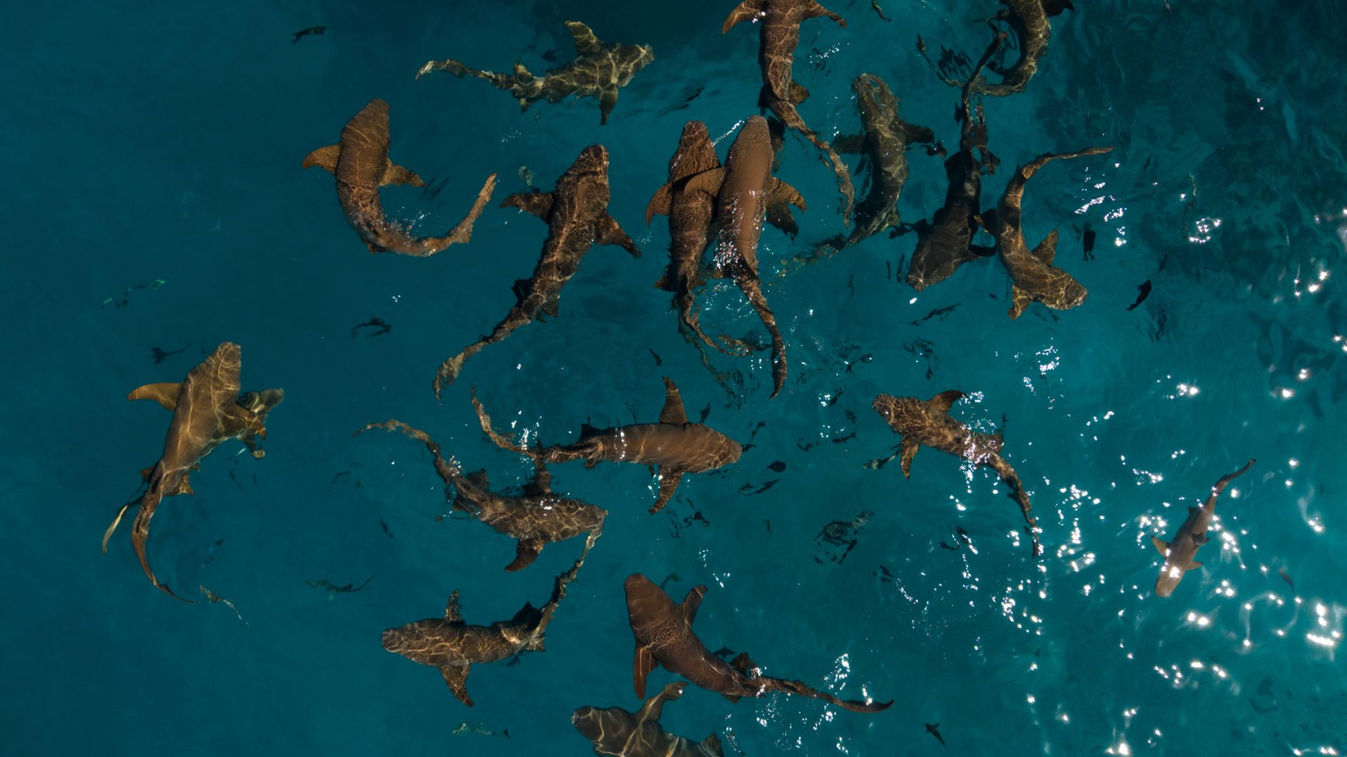 Tiburones nodriza.