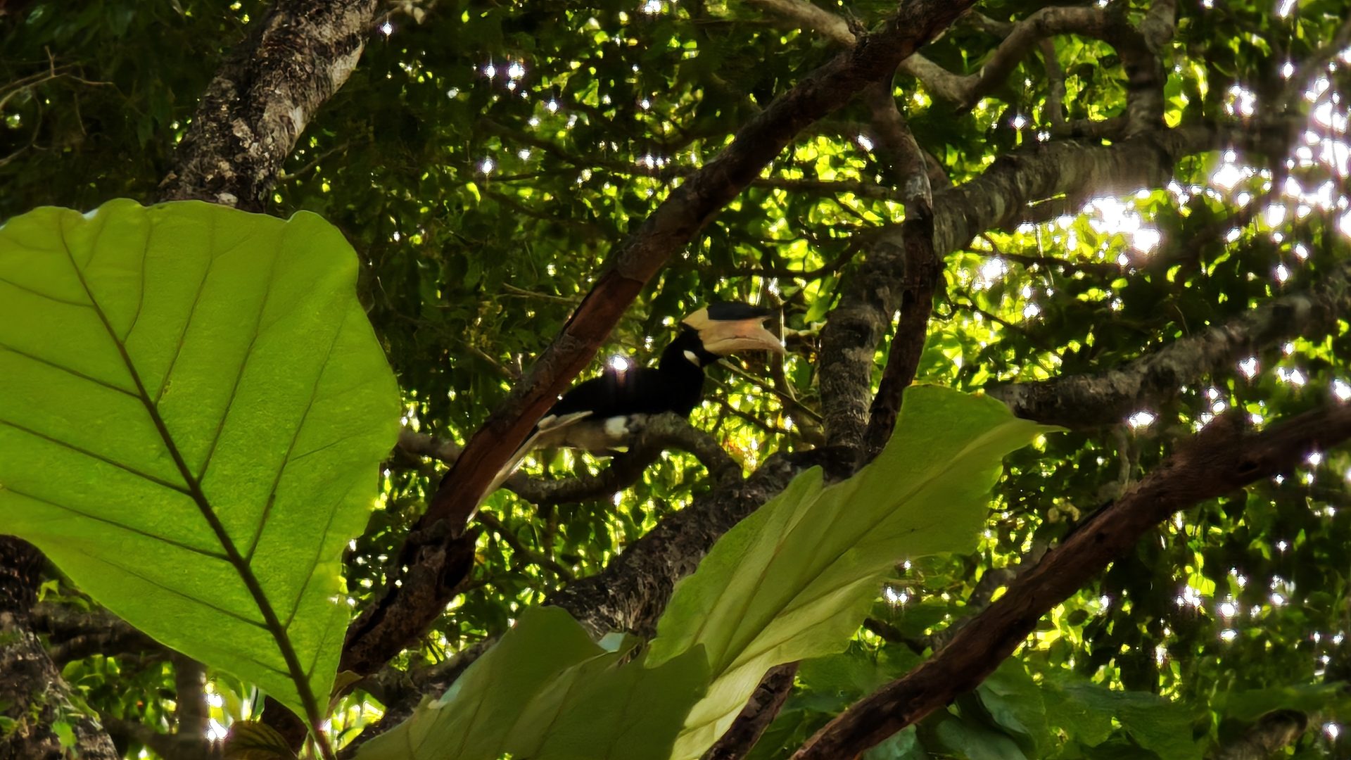 Aves de Sri Lanka