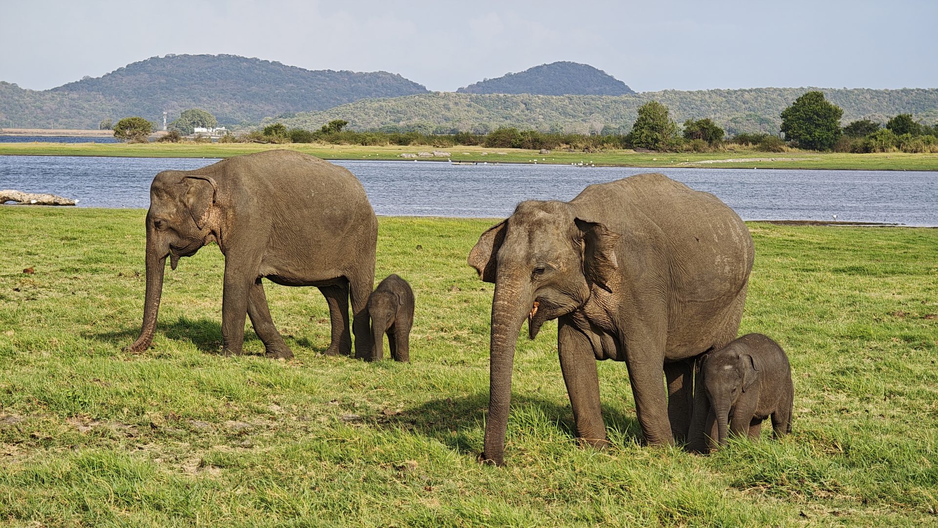 Elefante asiático en Minneriya, Sri Lanka