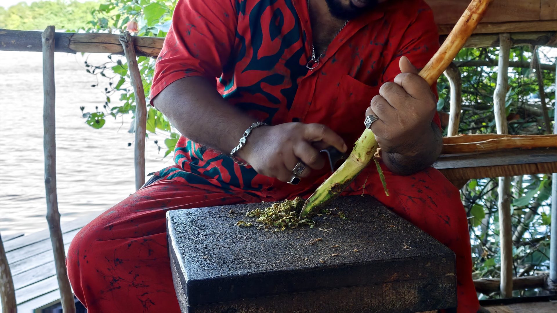 Demostración de extracción de la canela en la Isla de la canela, Sri Lanka