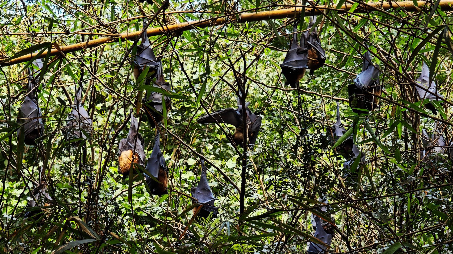 Murciélagos gigantes