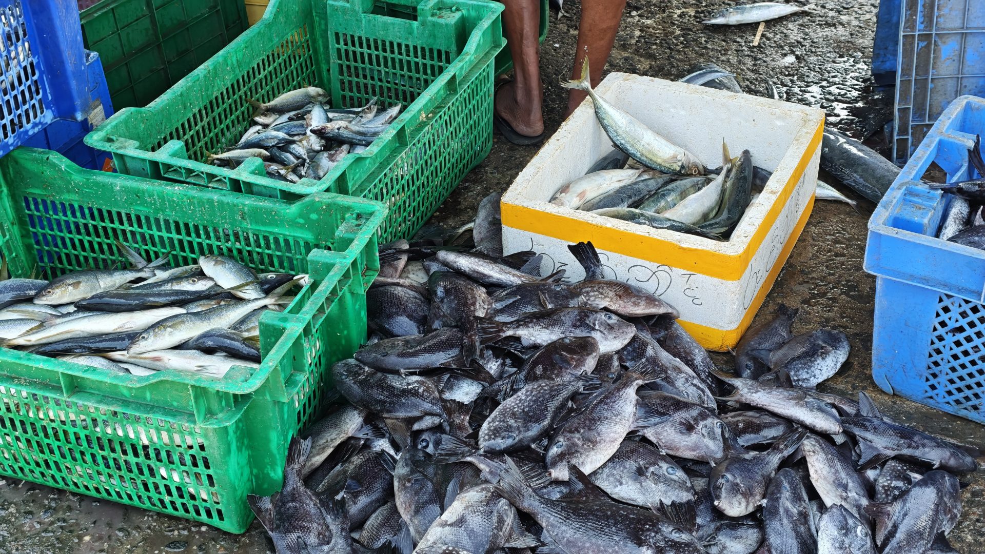 Clasificación de pescado en el puerto de Tangalle, Sri Lanka