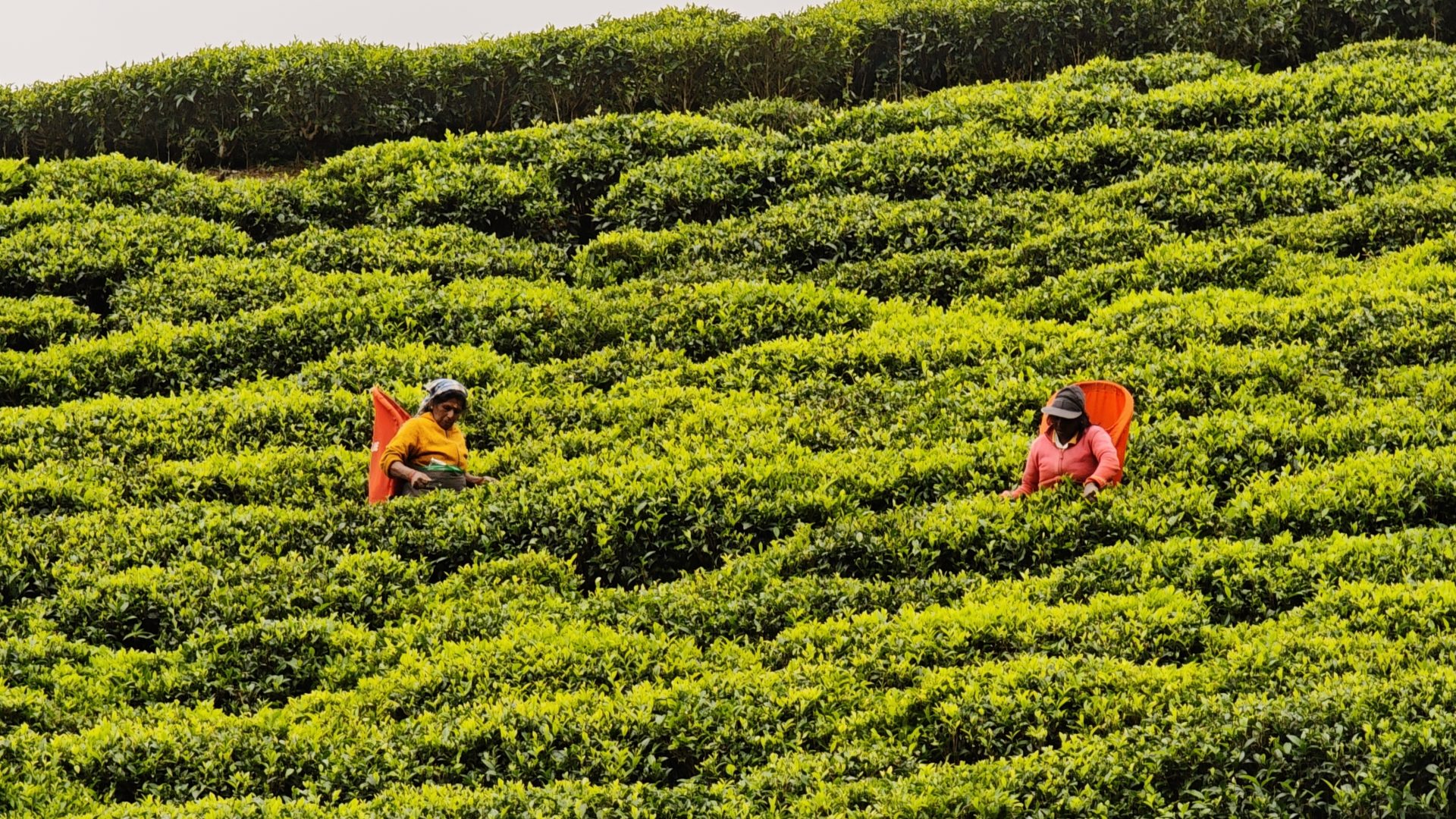 Recolectoras de té de Ceilán, Nuwara Eliya, Sri Lanka