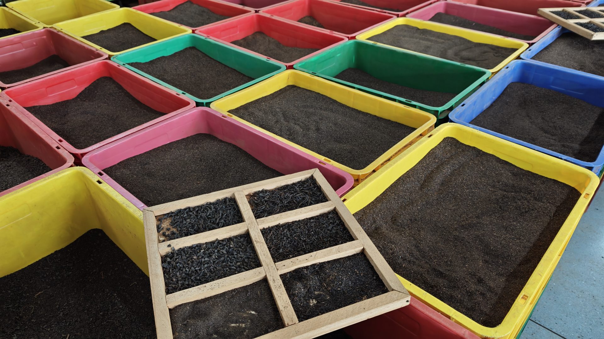 Té negro en una fábrica de Kandy, Sri Lanka