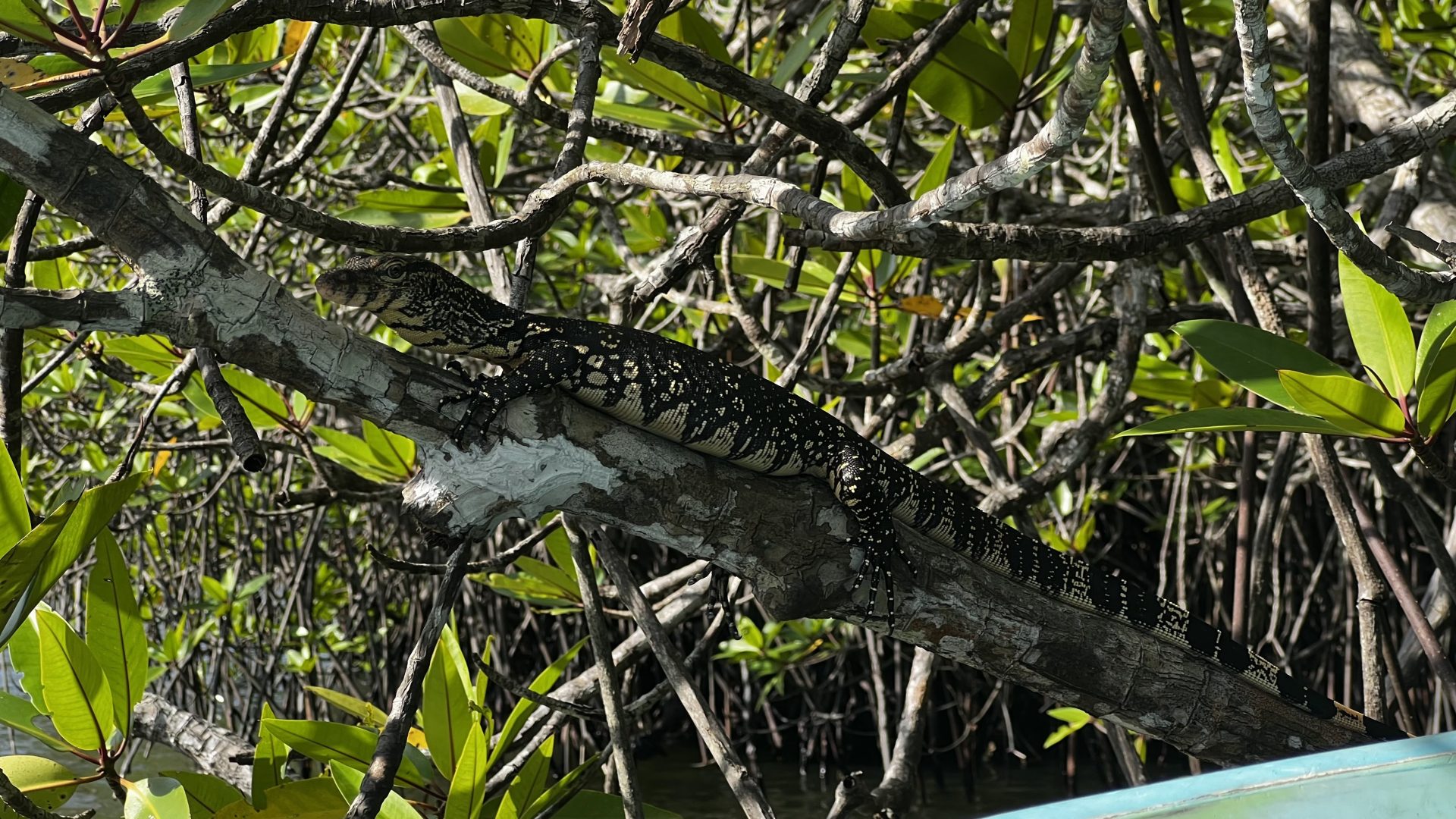 Varano en el Madu River, Sri Lanka